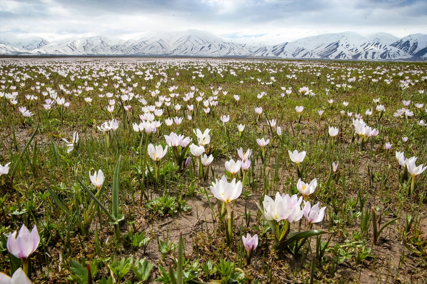 Yüksekova'da çiçek açan çiğdemler doğaya renk kattı