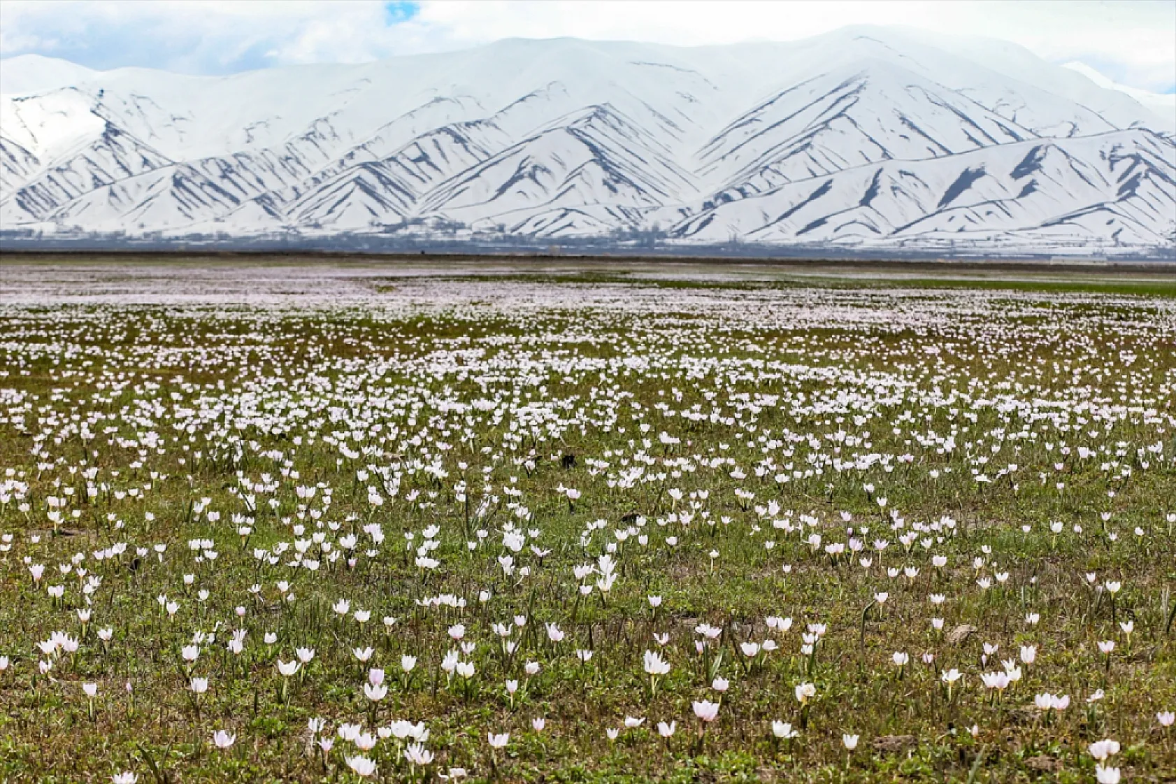 Yüksekova'da çiçek açan çiğdemler doğaya renk kattı