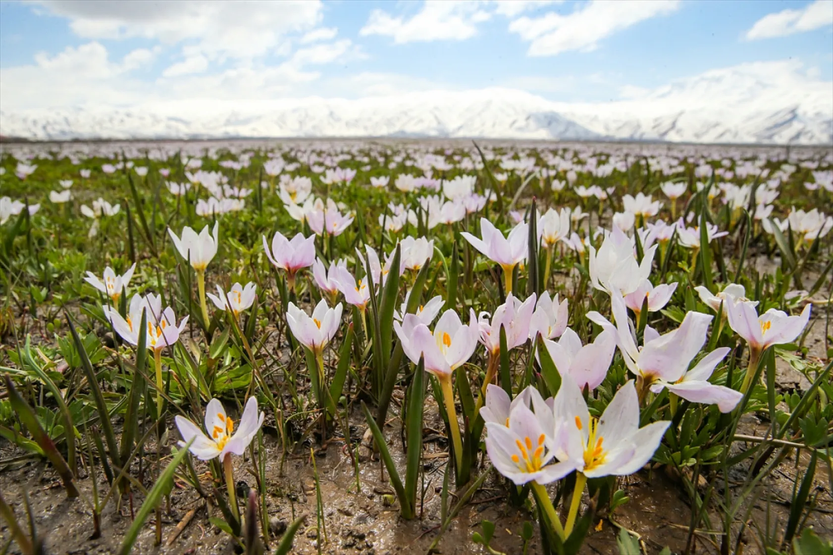 Yüksekova'da çiçek açan çiğdemler doğaya renk kattı