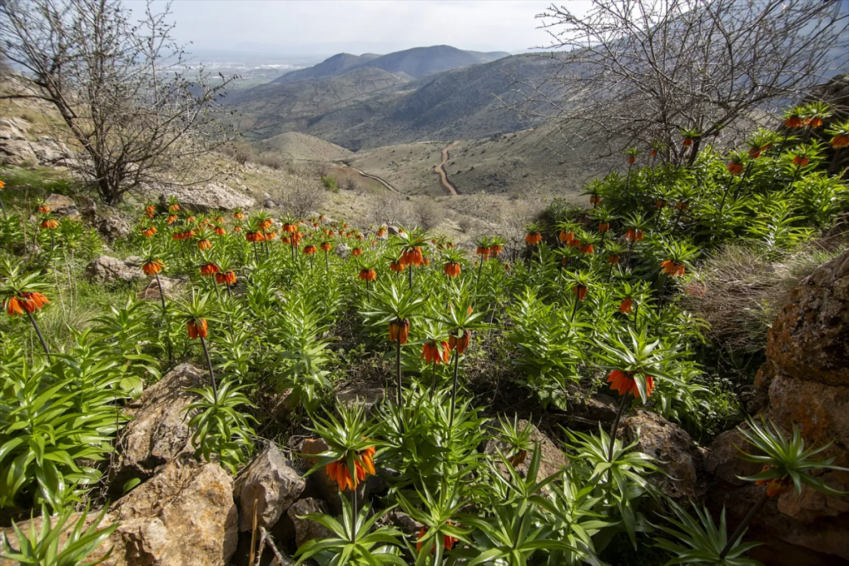 Ters laleler Malatya'da açtı