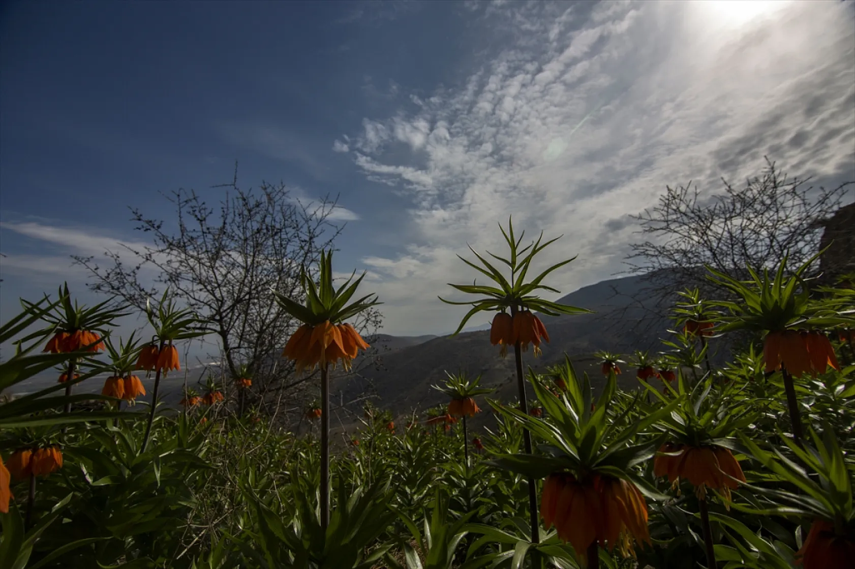 Ters laleler Malatya'da açtı