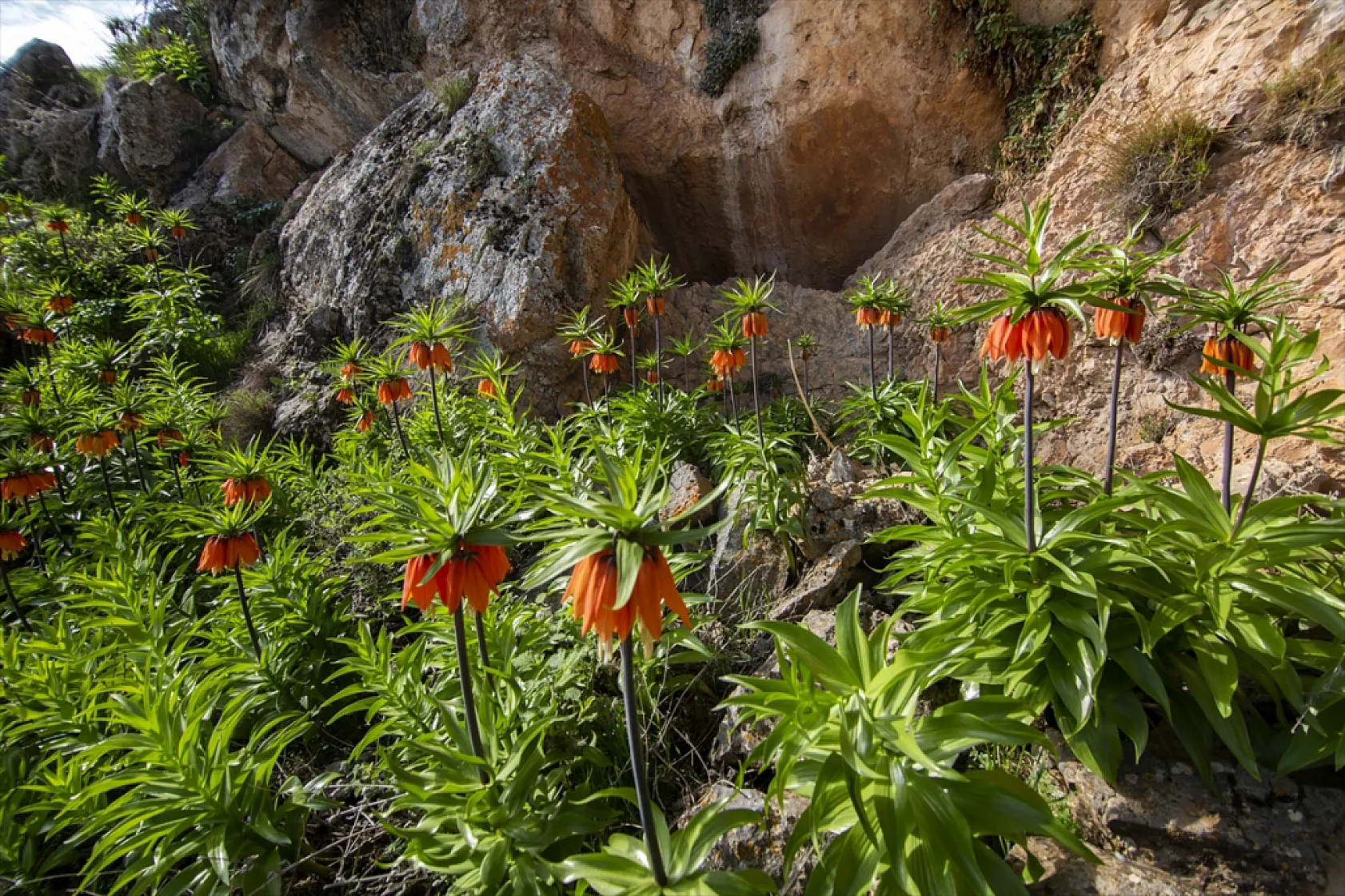 Ters laleler Malatya'da açtı