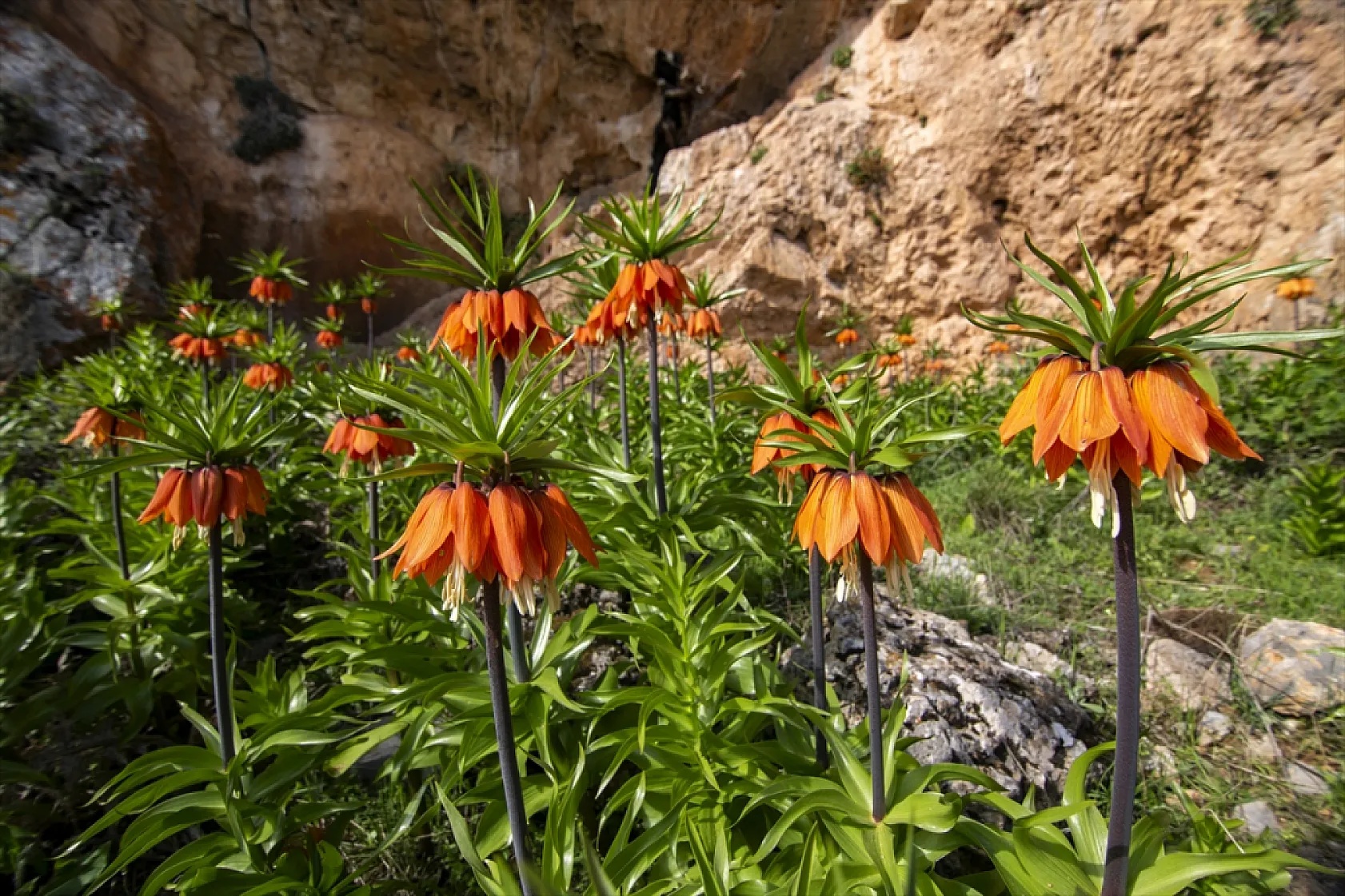 Ters laleler Malatya'da açtı
