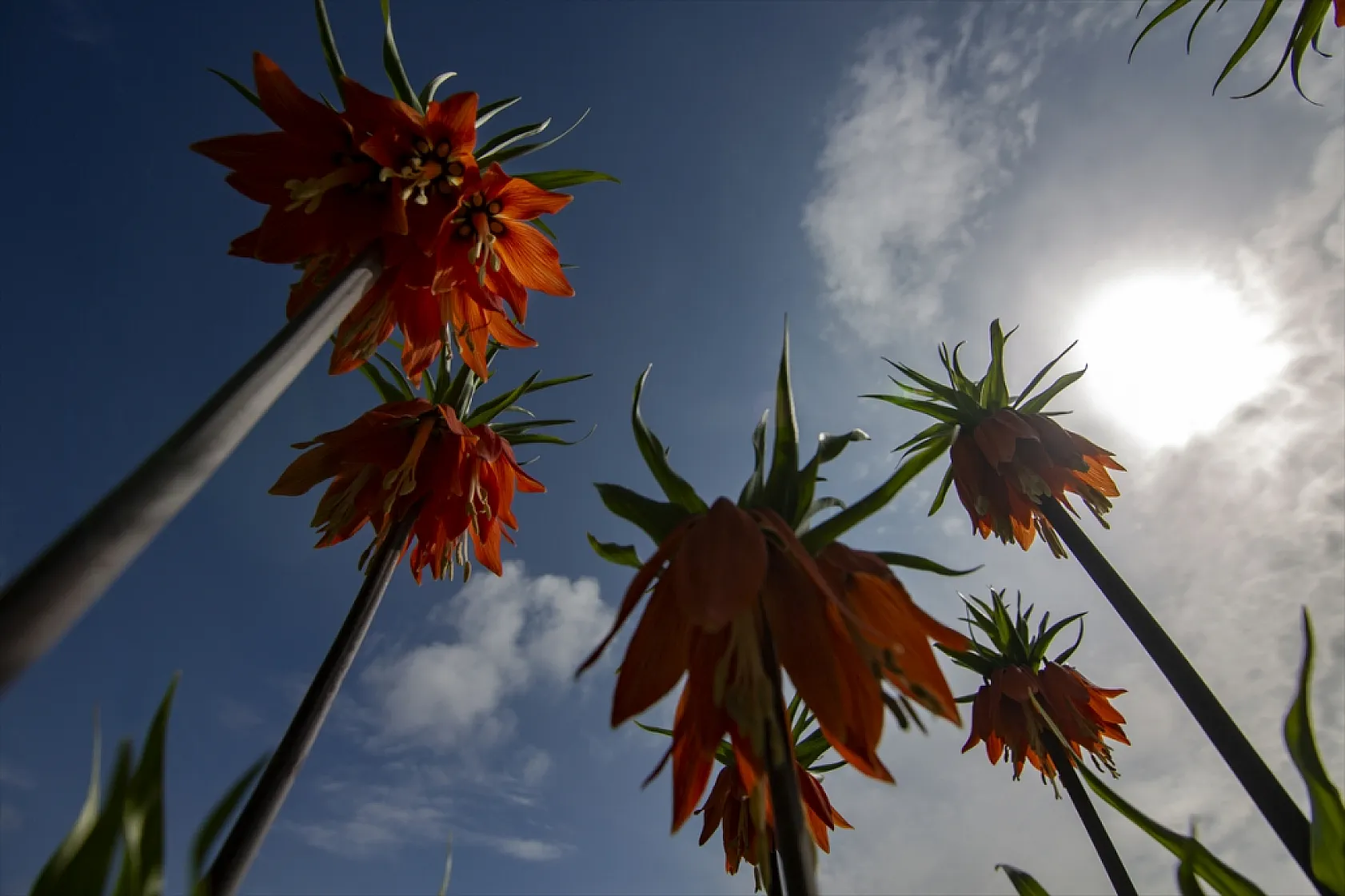 Ters laleler Malatya'da açtı
