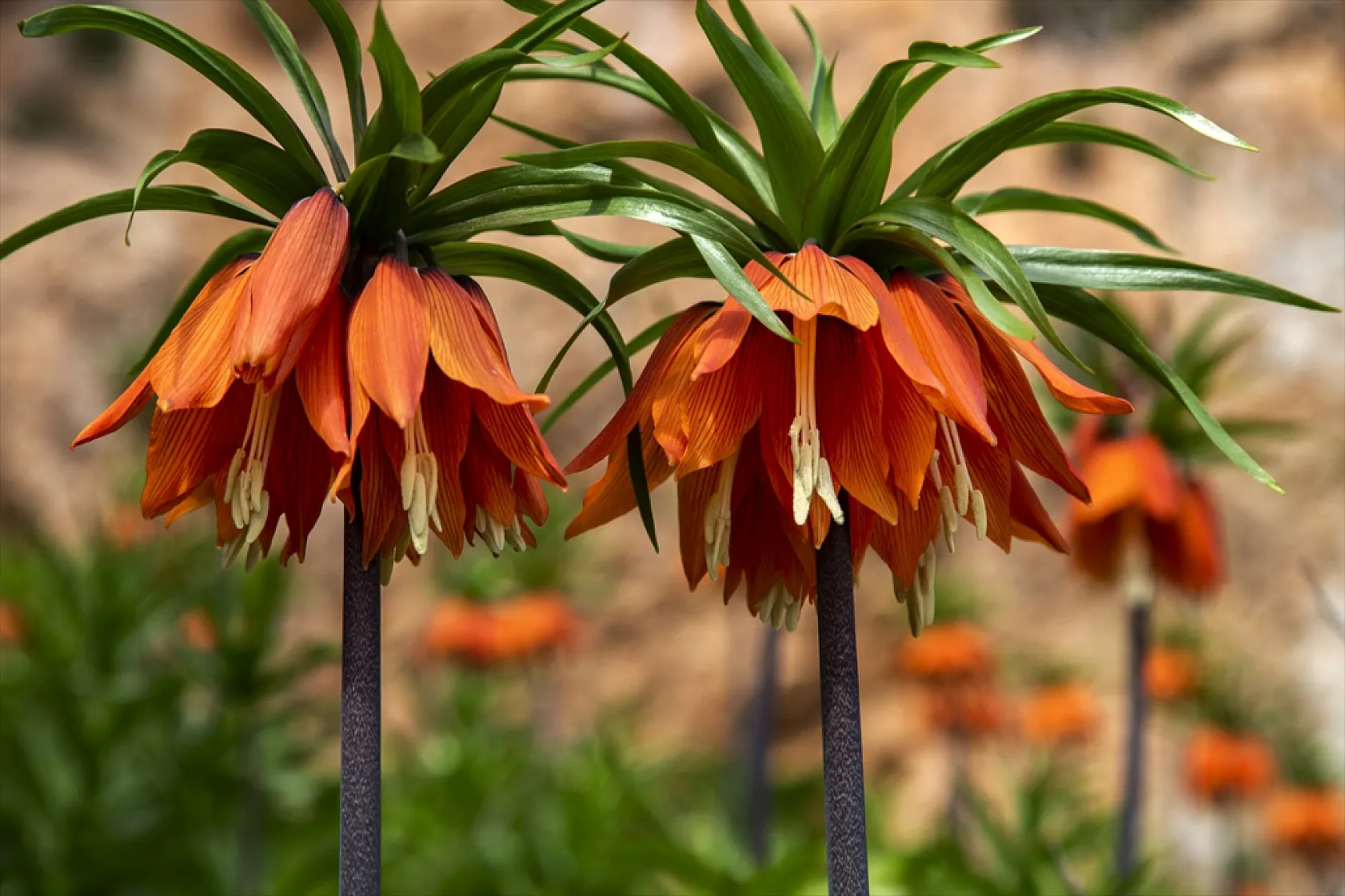 Ters laleler Malatya'da açtı