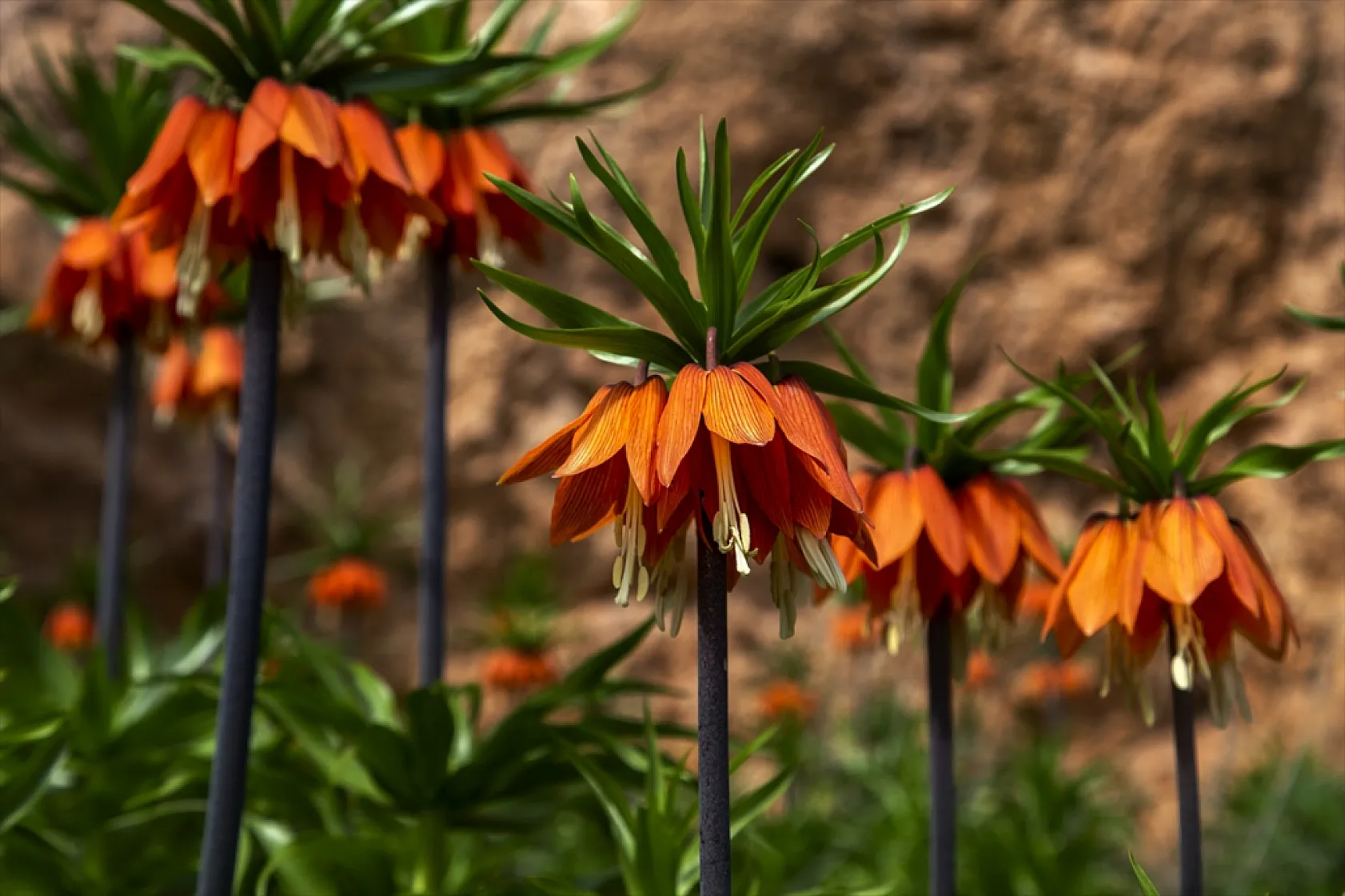 Ters laleler Malatya'da açtı