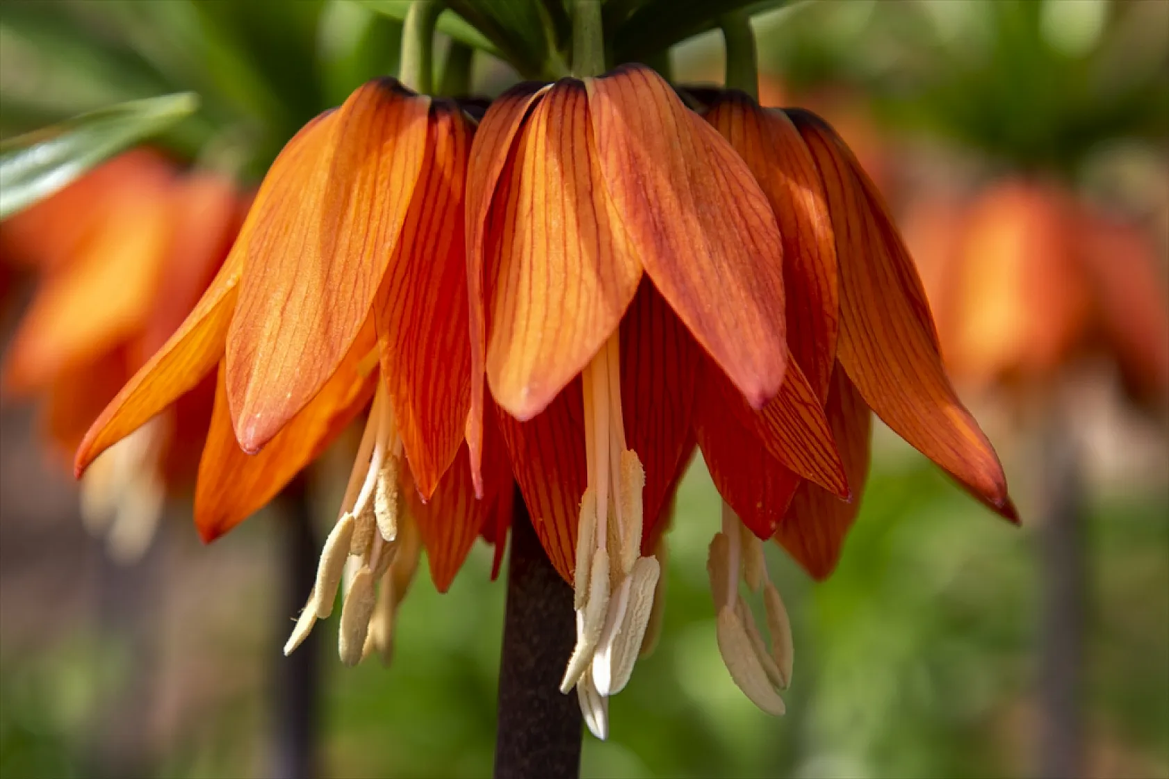 Ters laleler Malatya'da açtı