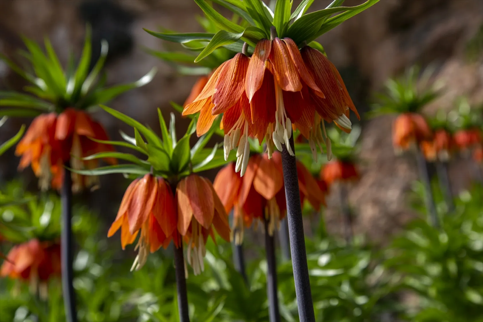 Ters laleler Malatya'da açtı