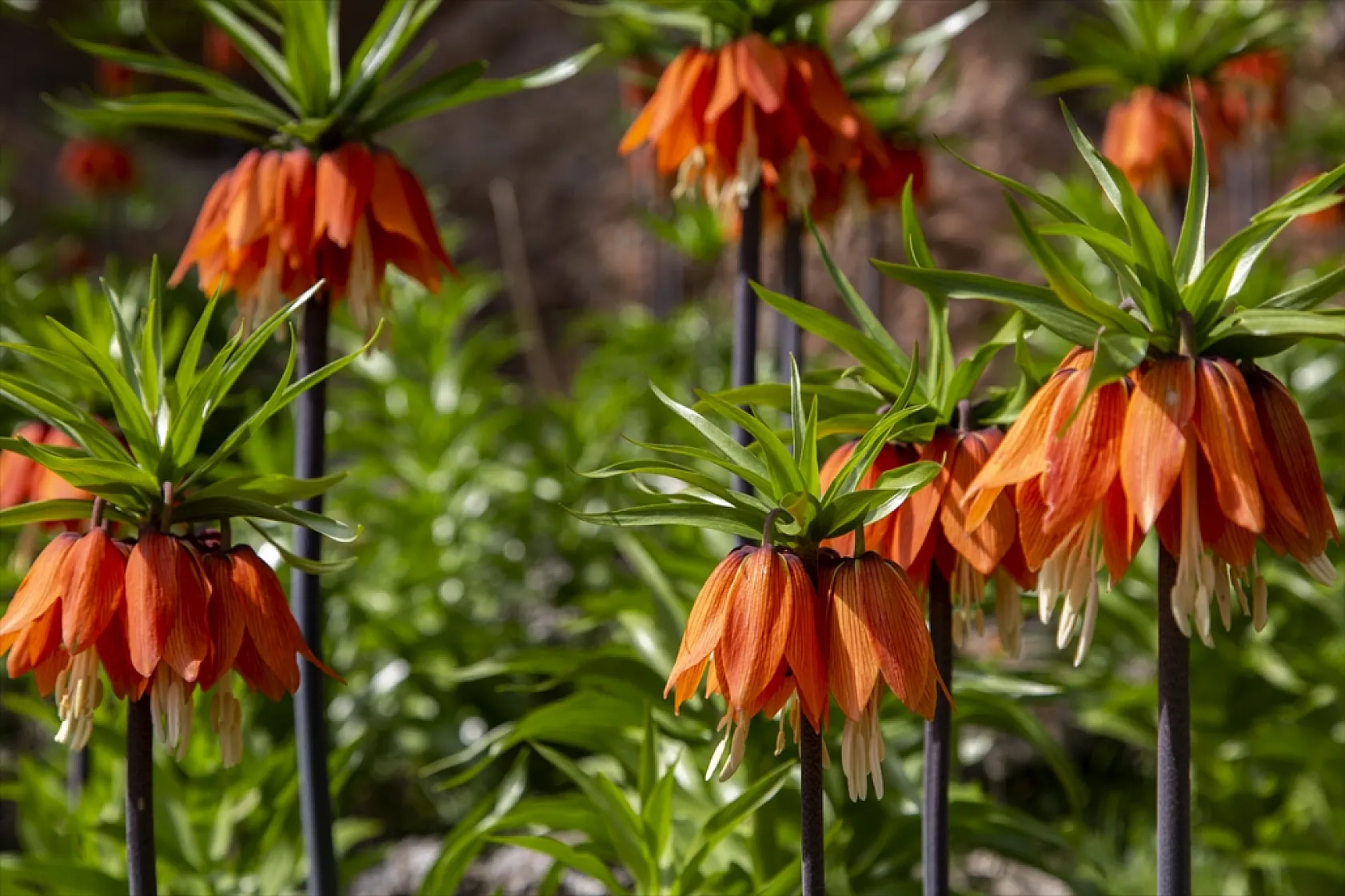 Ters laleler Malatya'da açtı