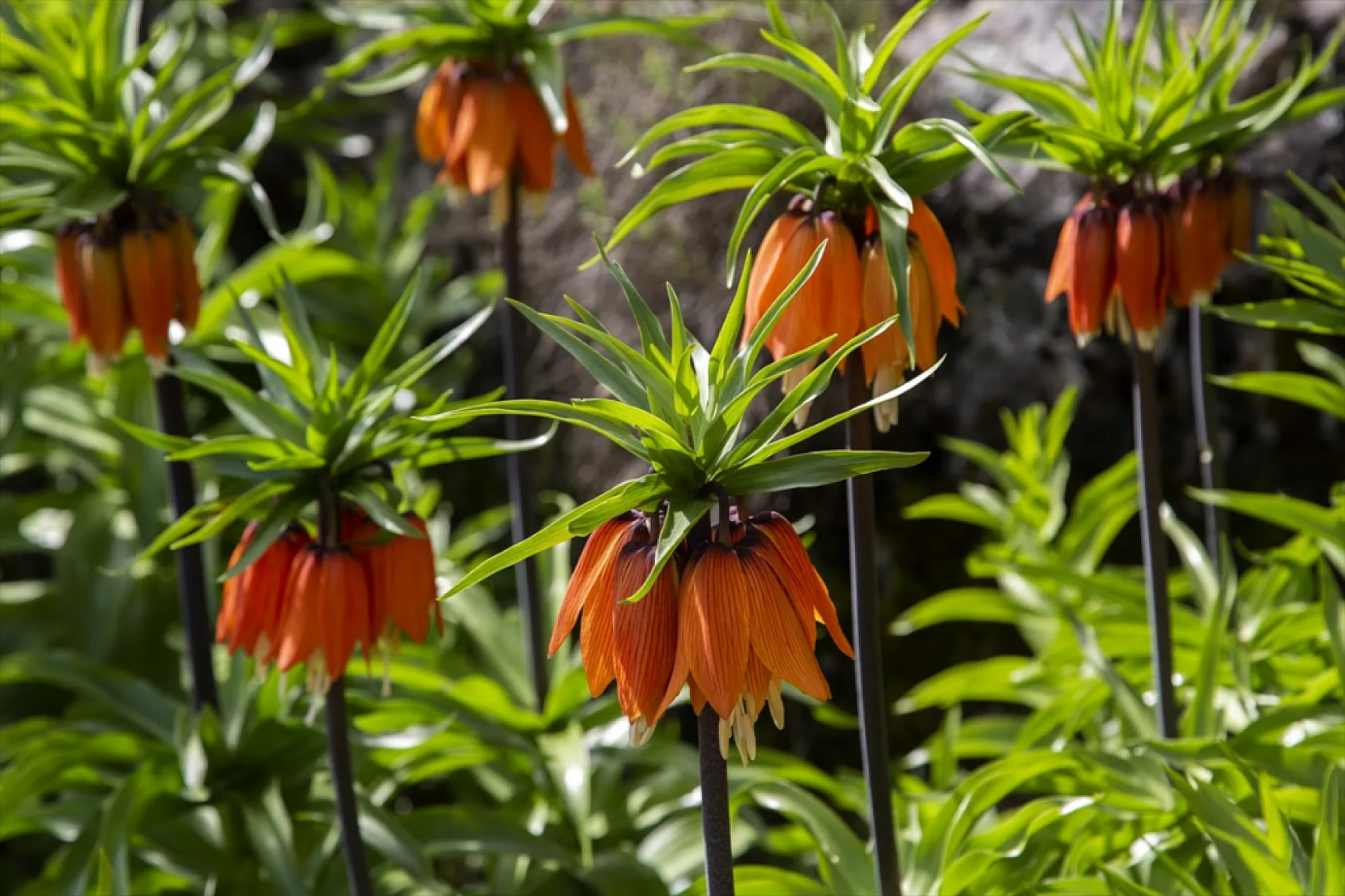 Ters laleler Malatya'da açtı