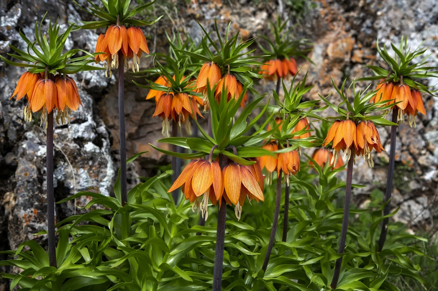 Ters laleler Malatya'da açtı