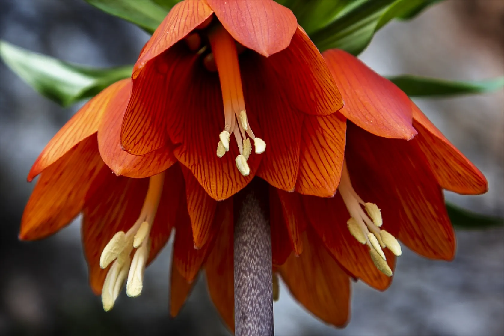Ters laleler Malatya'da açtı