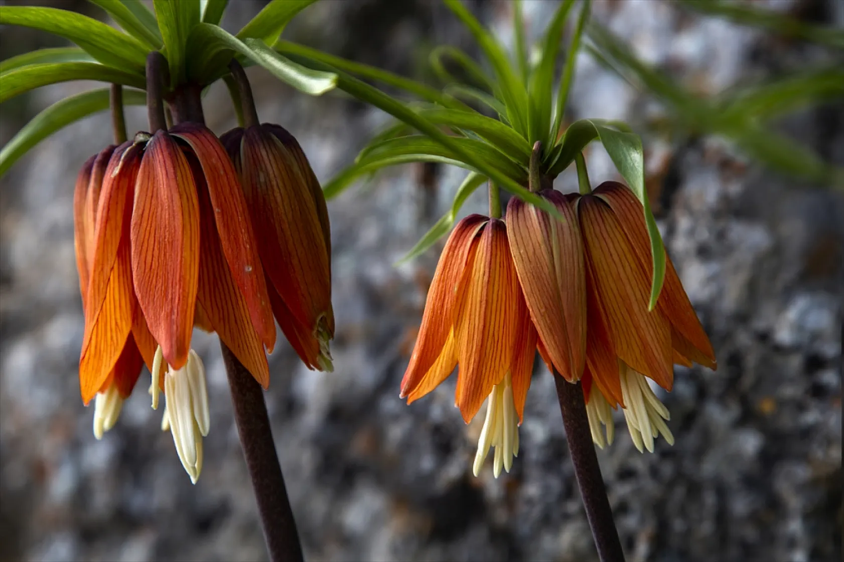 Ters laleler Malatya'da açtı