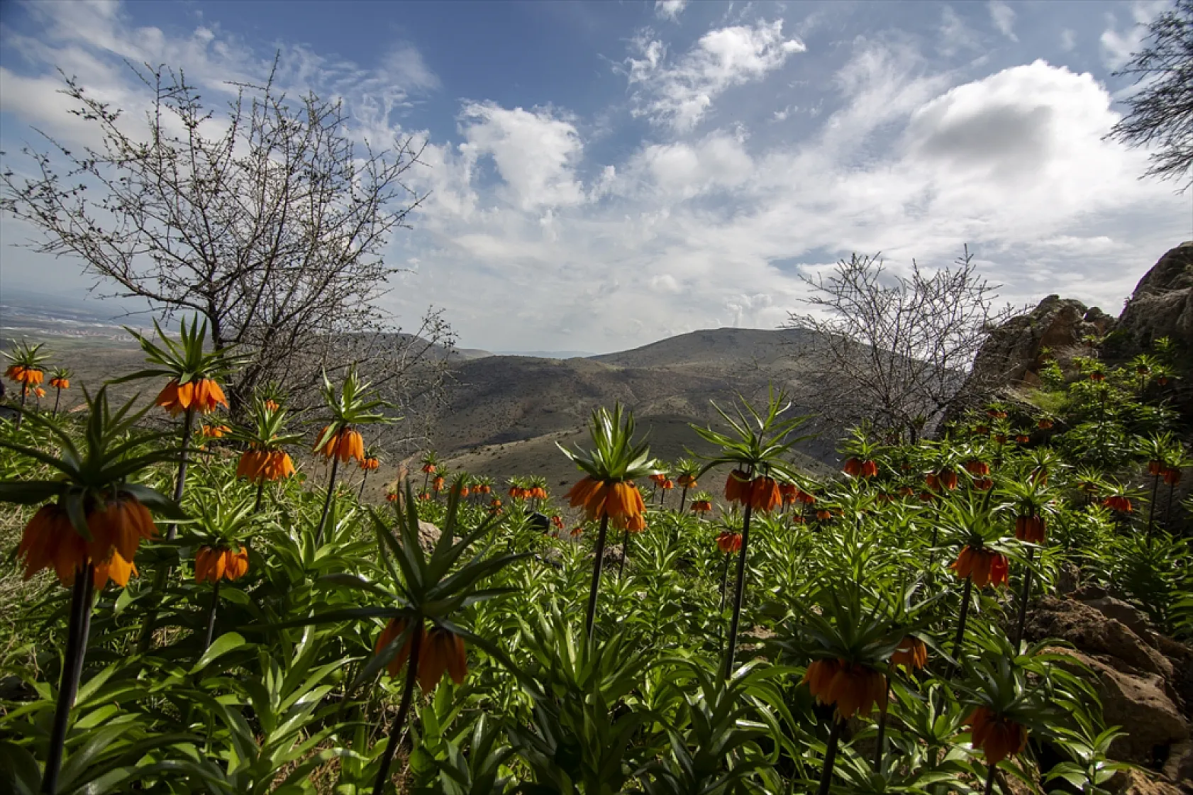 Ters laleler Malatya'da açtı
