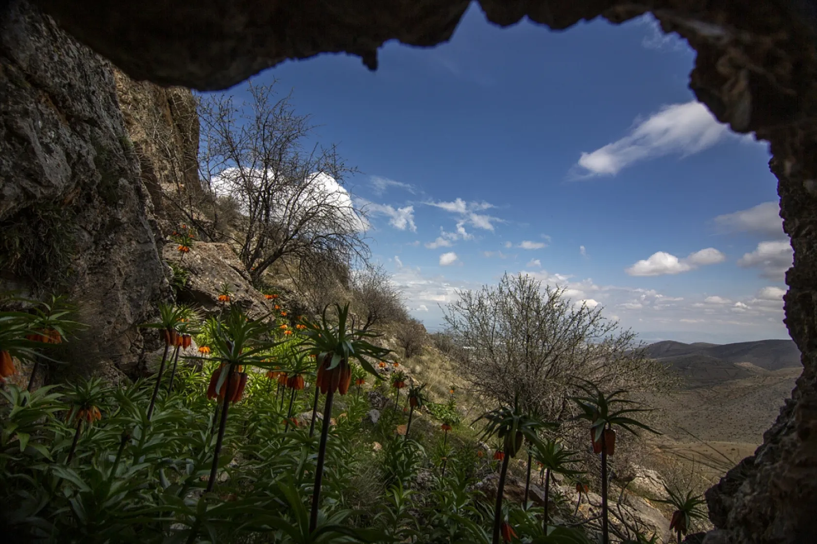 Ters laleler Malatya'da açtı