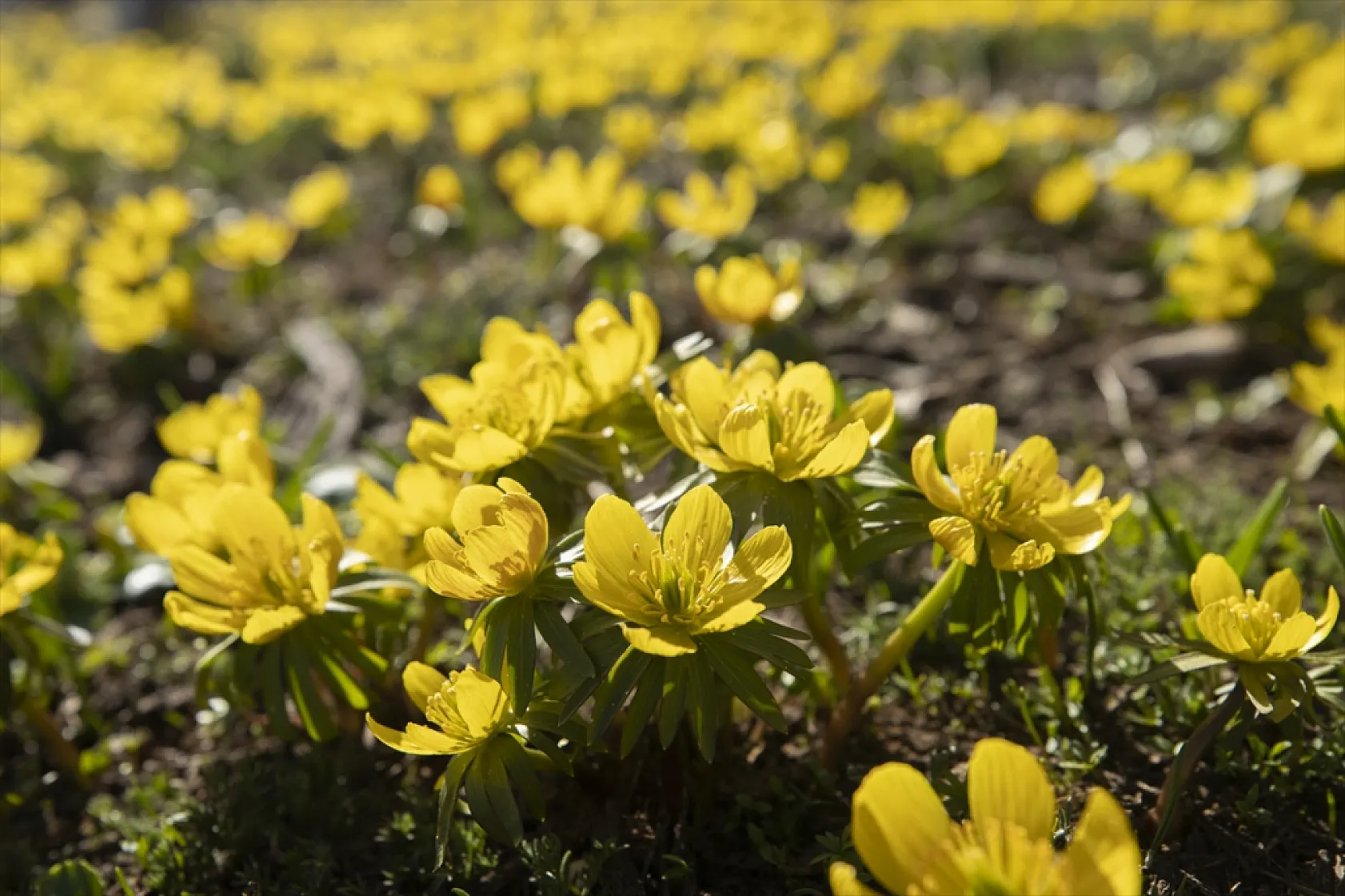 Tunceli'de bahar çiçekleri açtı