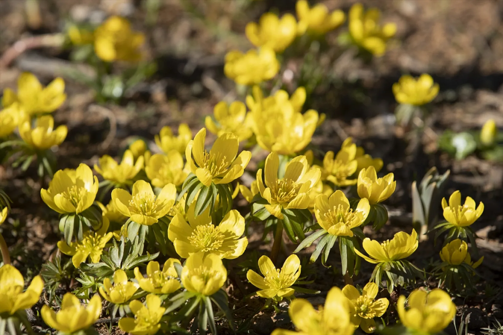 Tunceli'de bahar çiçekleri açtı