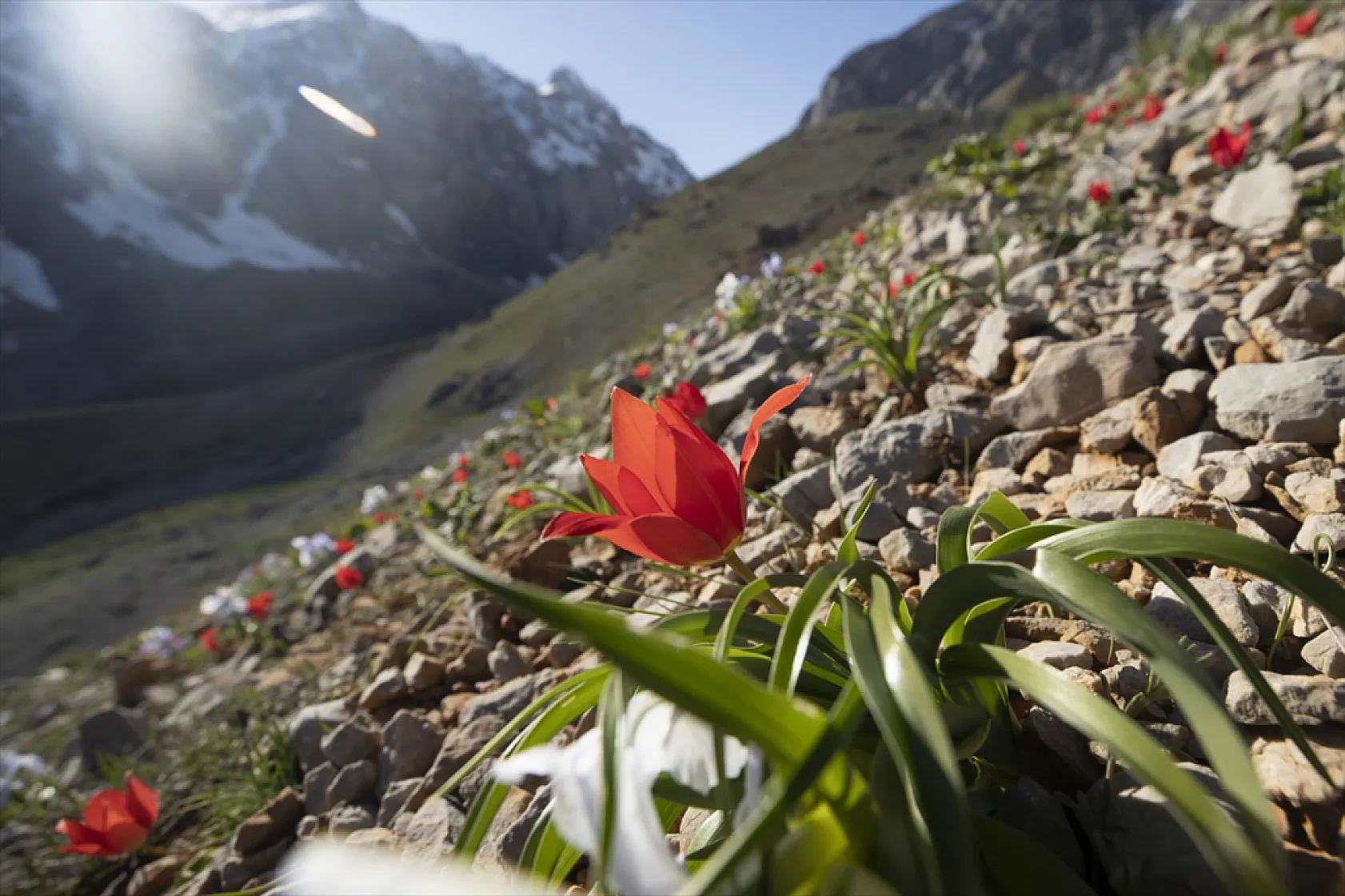 Tunceli'de bahar çiçekleri açtı