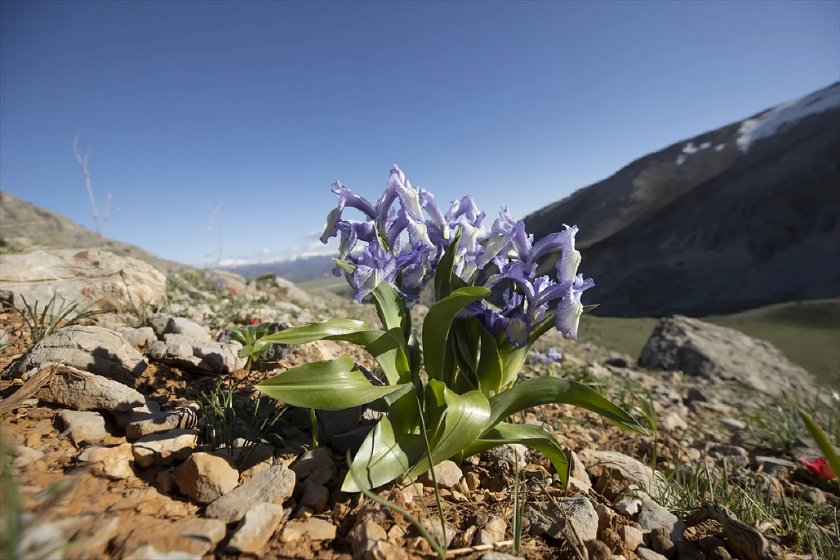Tunceli'de bahar çiçekleri açtı