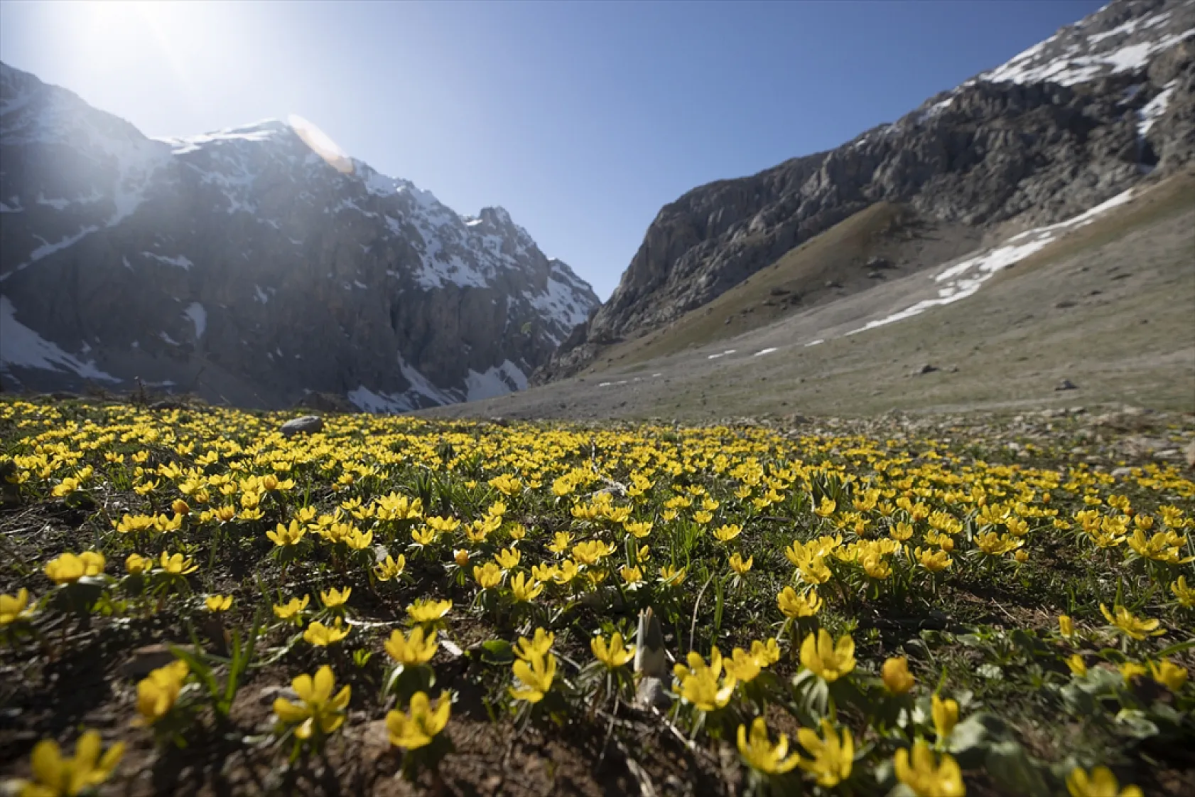 Tunceli'de bahar çiçekleri açtı