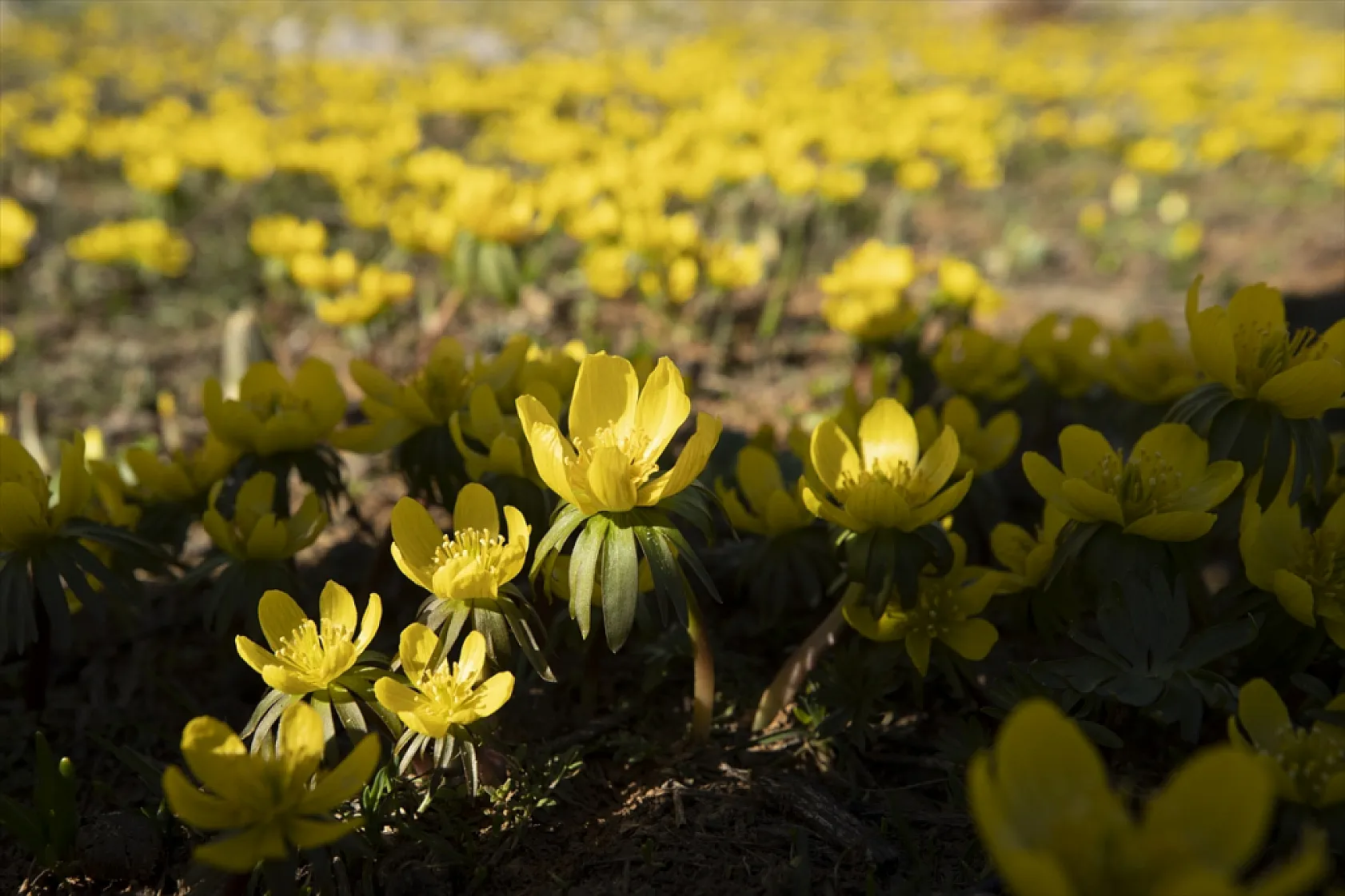 Tunceli'de bahar çiçekleri açtı