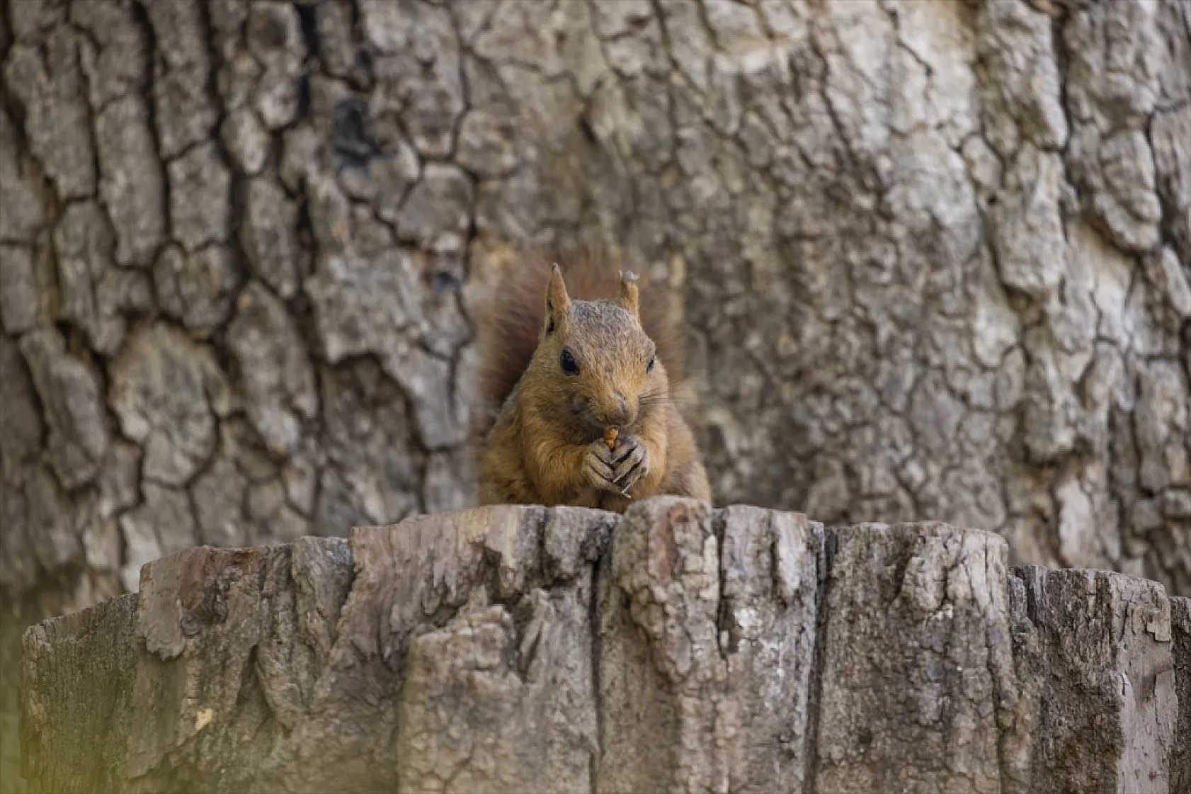 Sevimli sincaplar kış hazırlığında