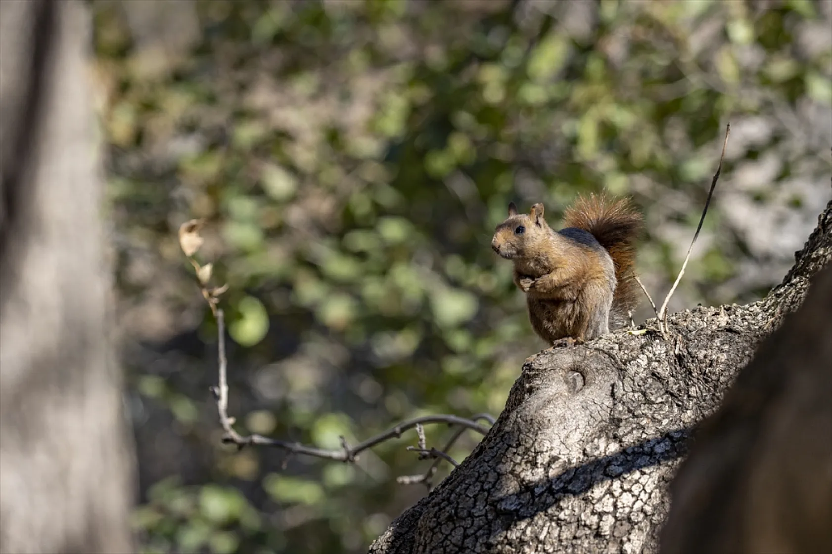 Sevimli sincaplar kış hazırlığında