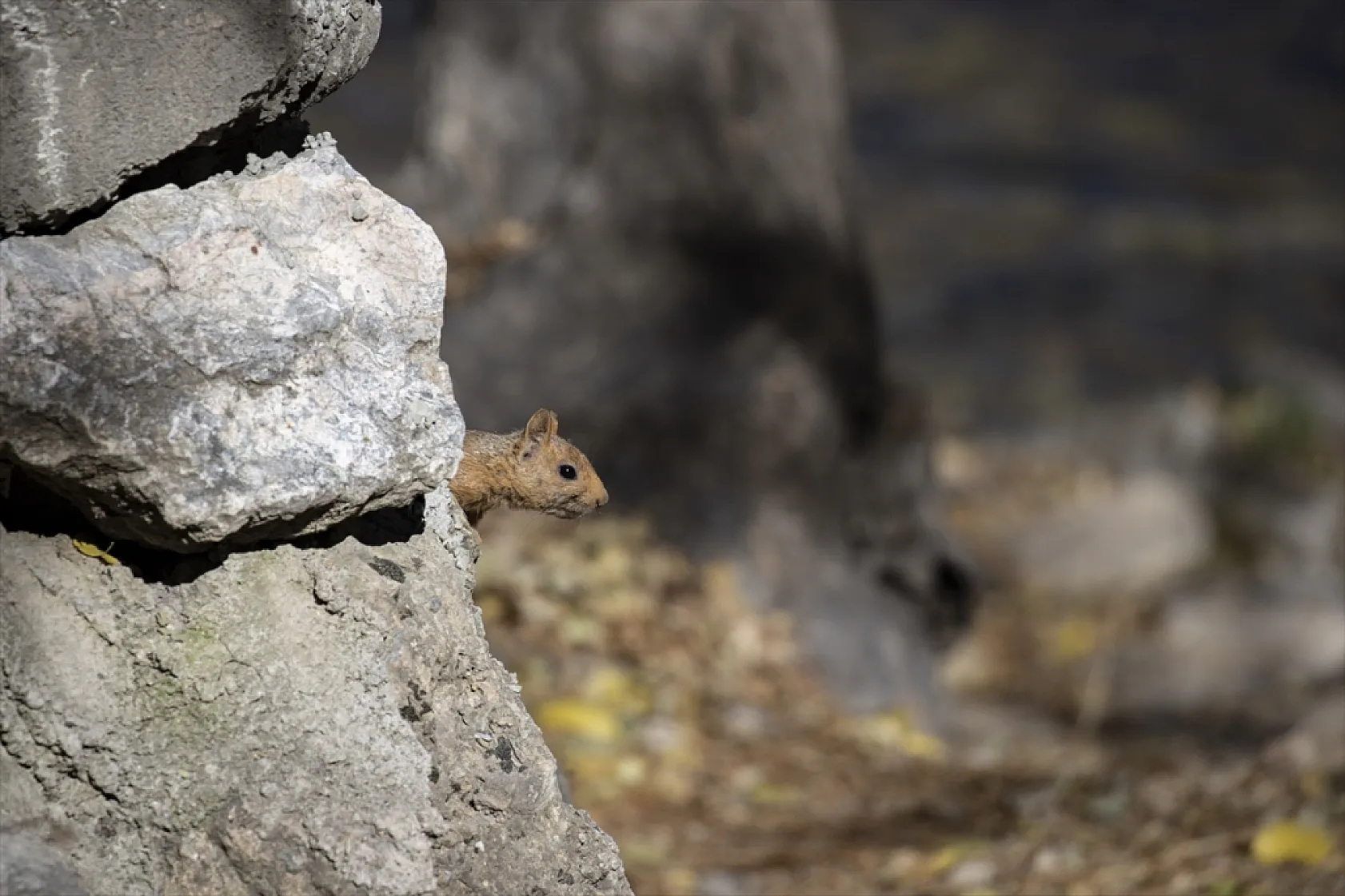 Sevimli sincaplar kış hazırlığında