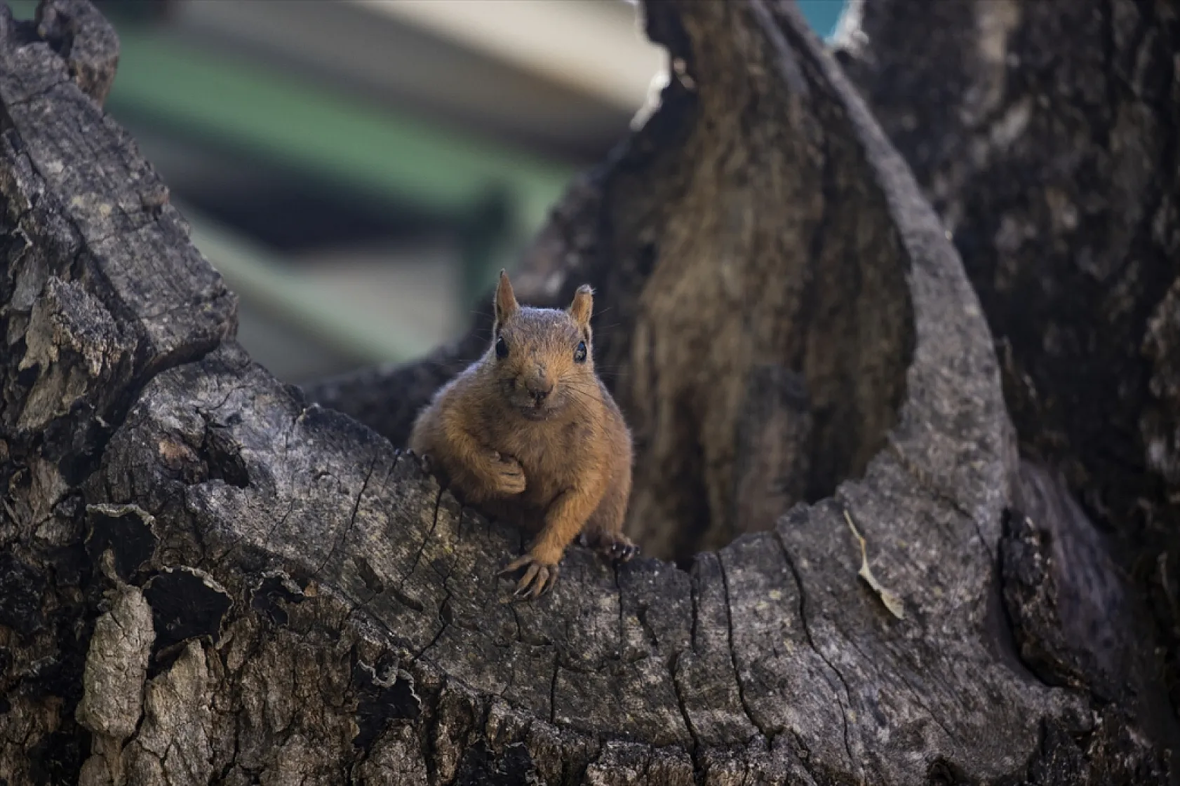 Sevimli sincaplar kış hazırlığında