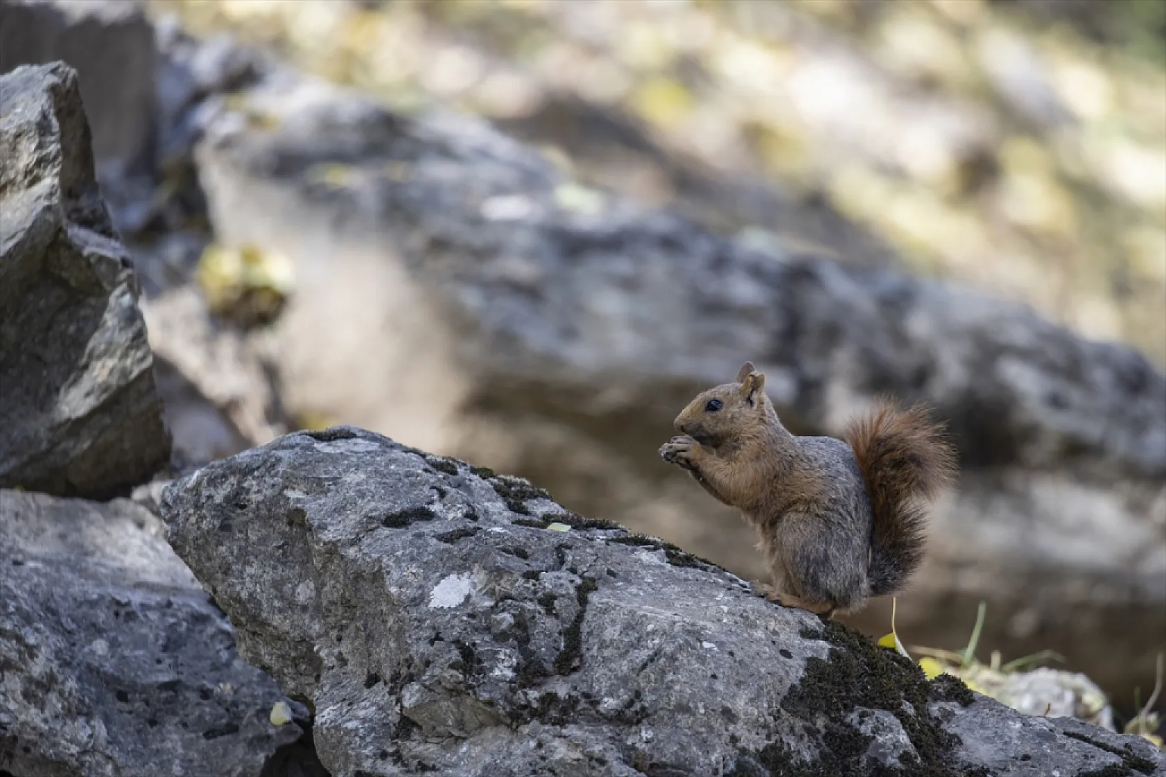 Sevimli sincaplar kış hazırlığında
