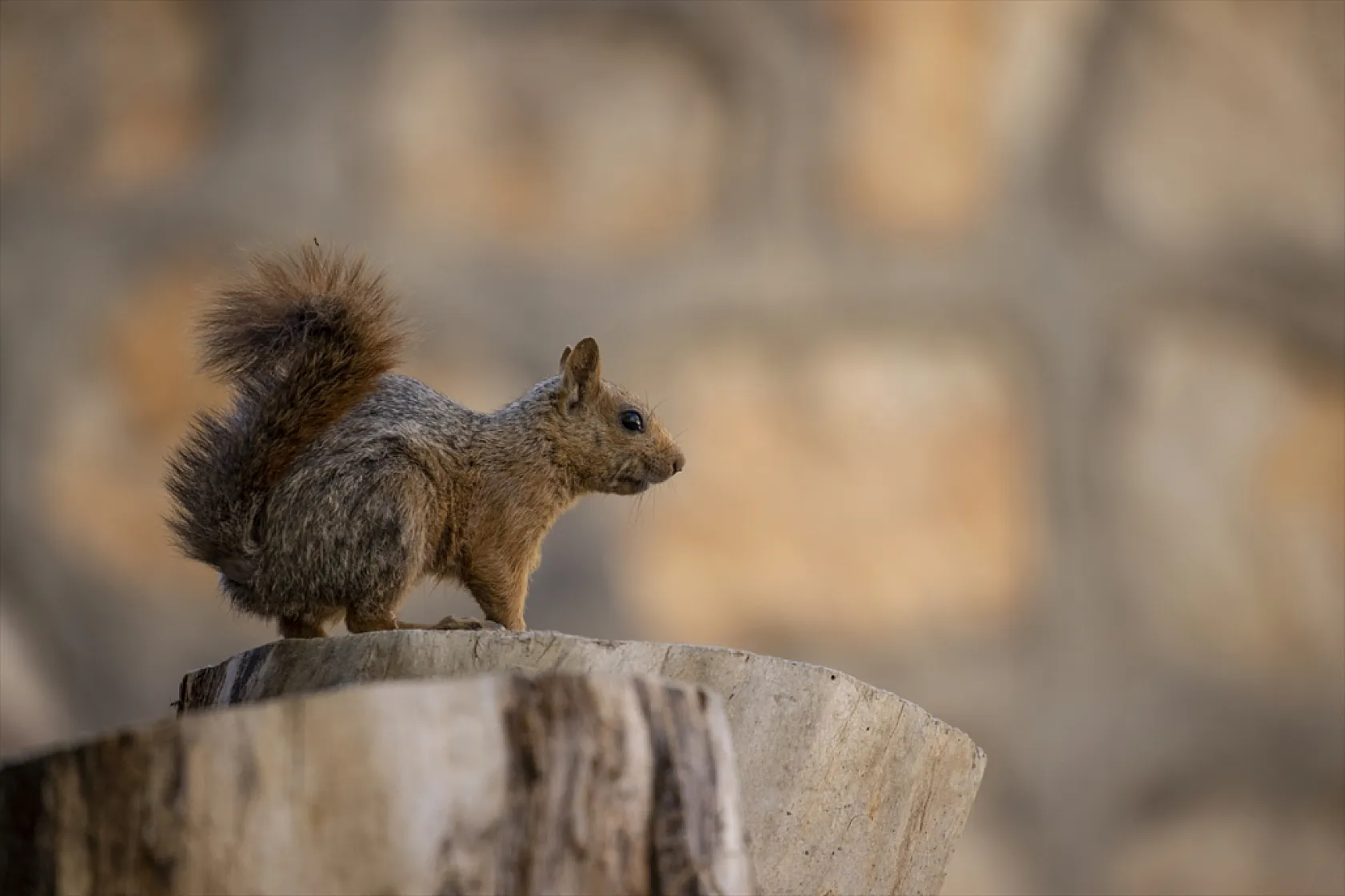Sevimli sincaplar kış hazırlığında