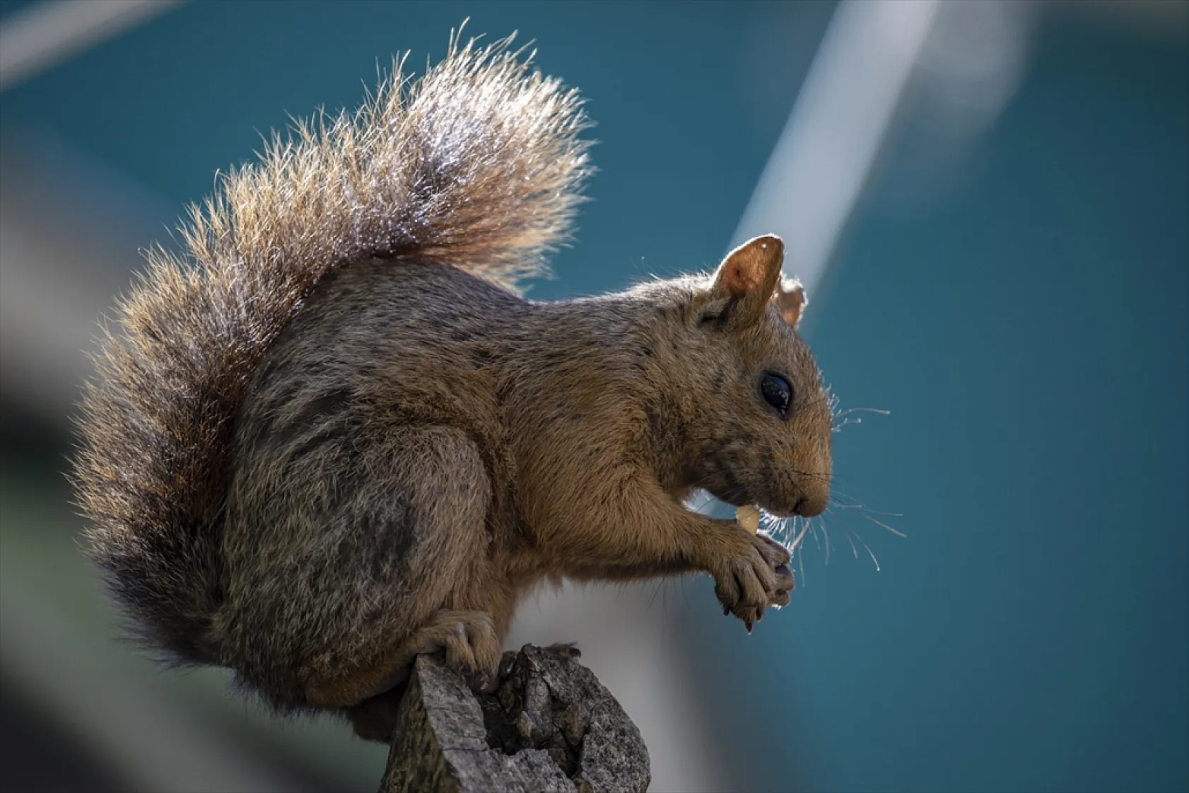 Sevimli sincaplar kış hazırlığında