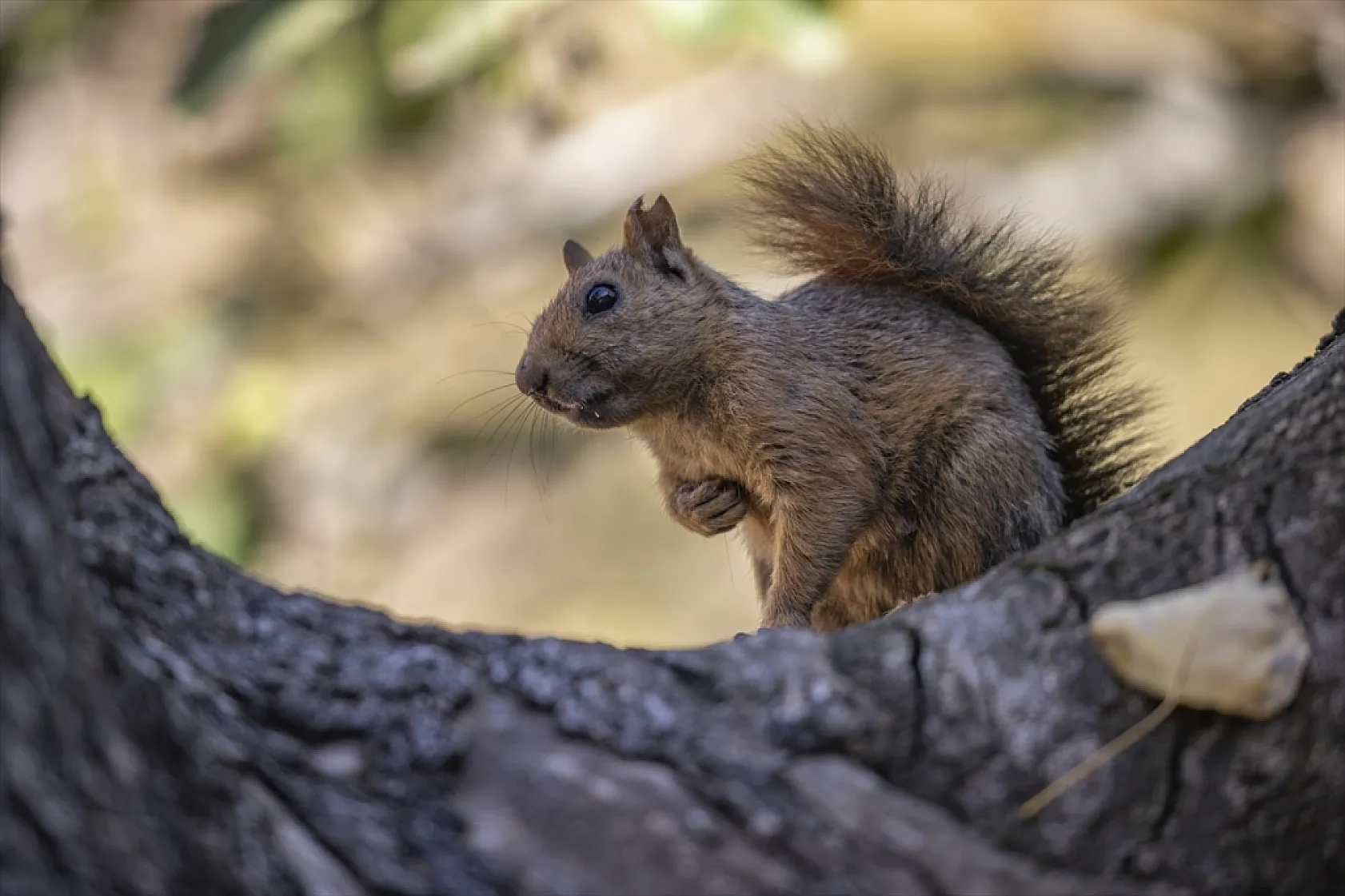 Sevimli sincaplar kış hazırlığında