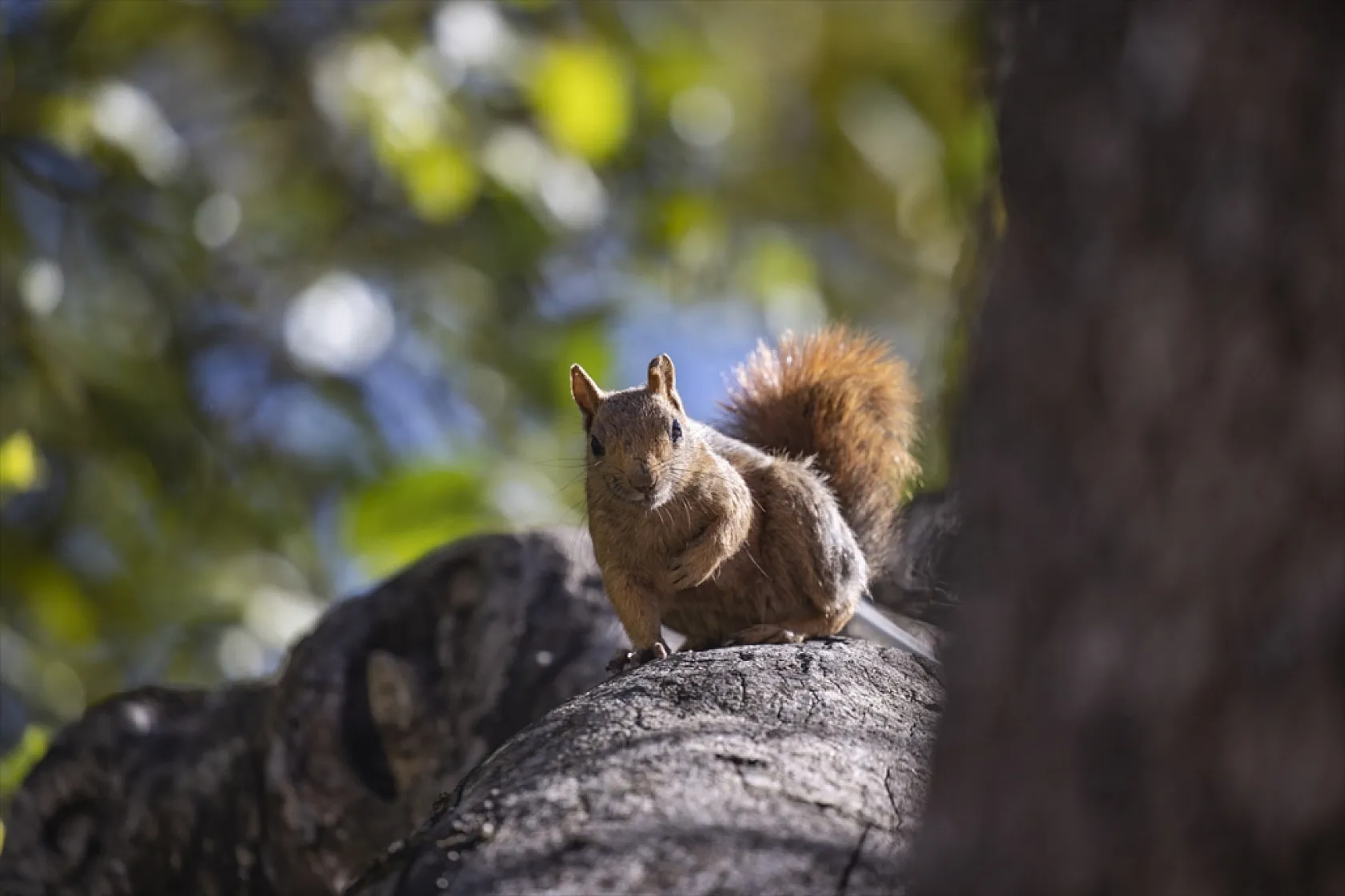 Sevimli sincaplar kış hazırlığında