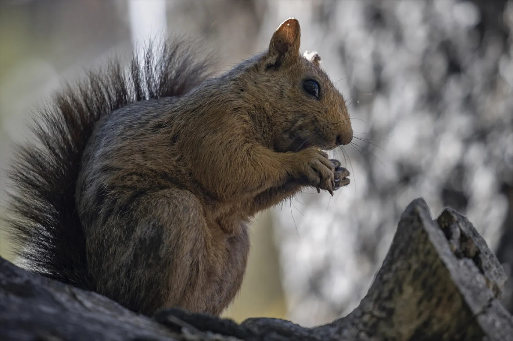 Sevimli sincaplar kış hazırlığında