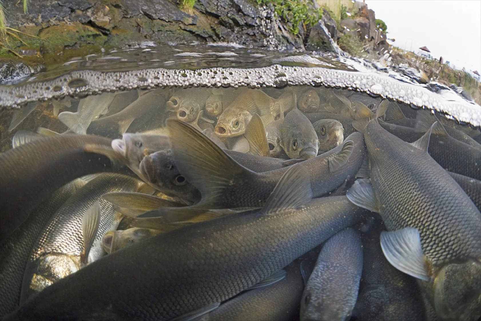 İnci kefalleri en zor göç dönemlerinden birini yaşıyor