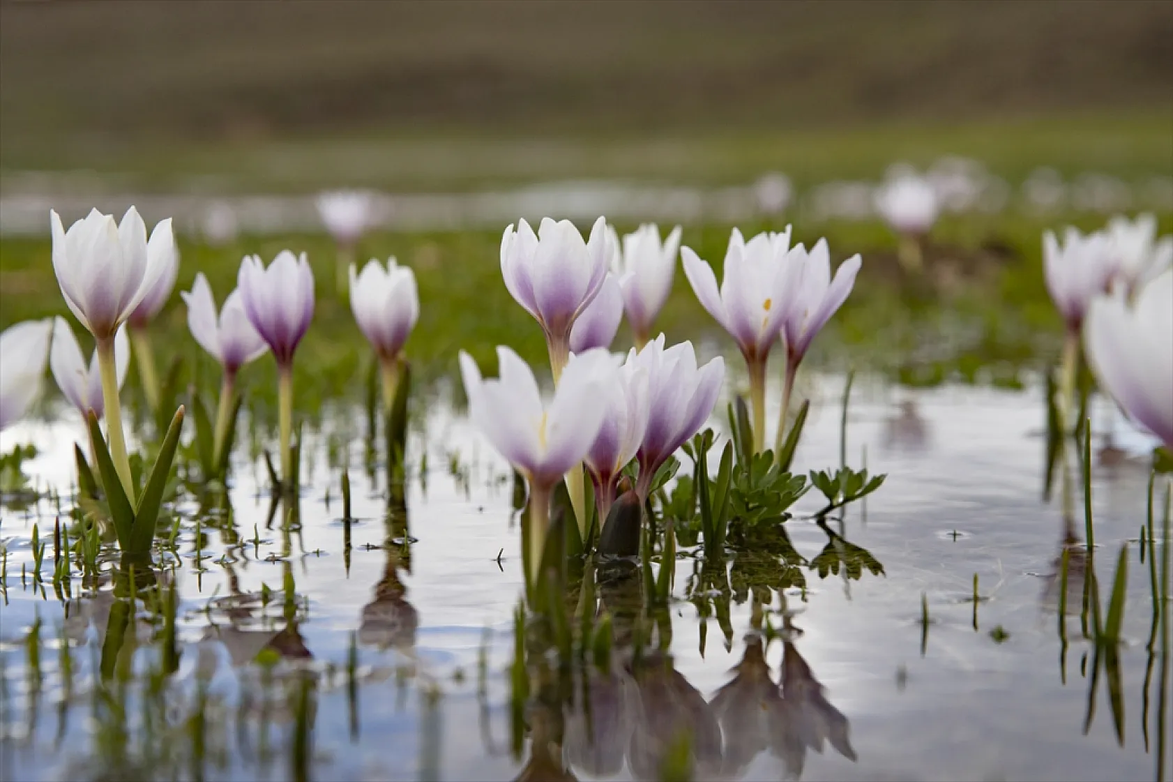 Munzur'da bahar güzelliği