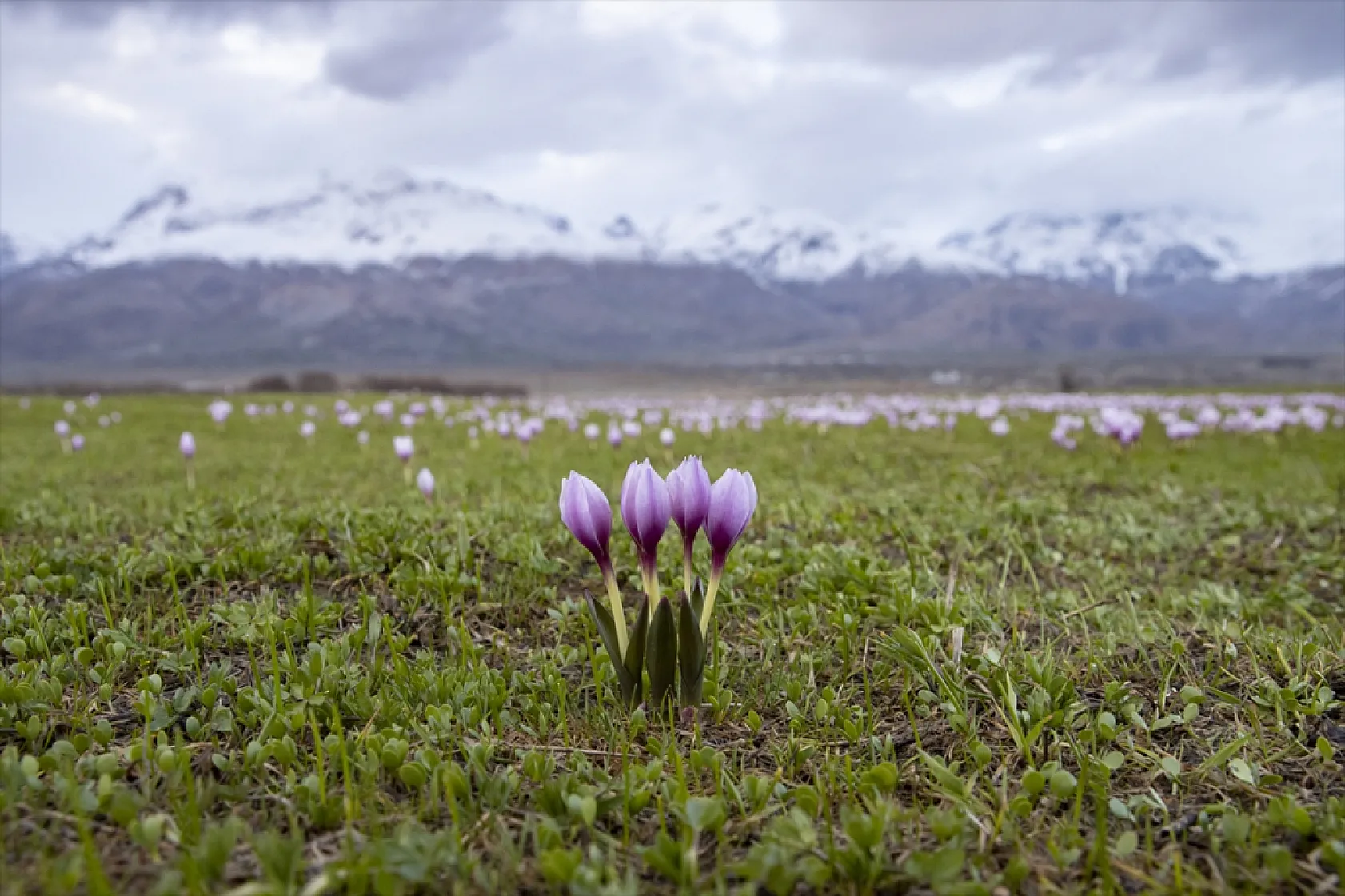 Munzur'da bahar güzelliği