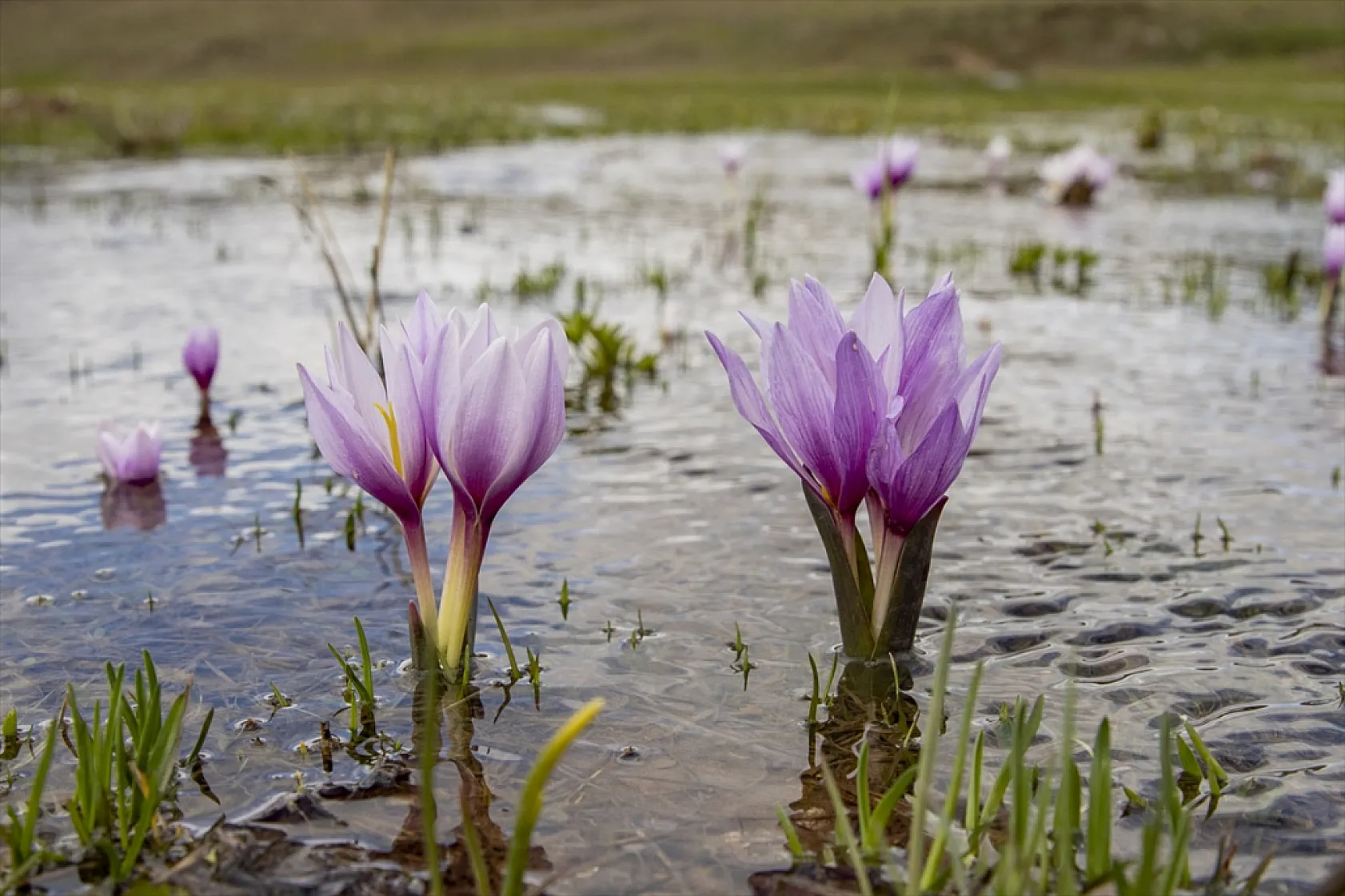 Munzur'da bahar güzelliği