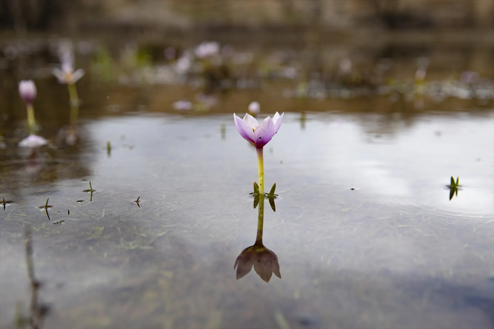 Munzur'da bahar güzelliği