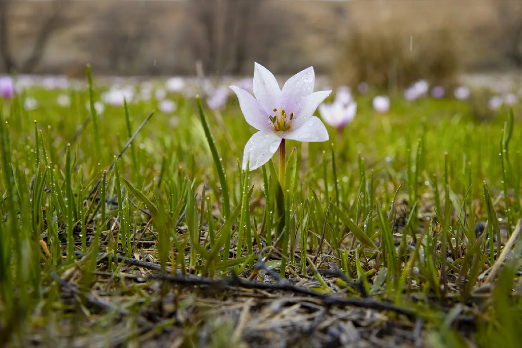 Munzur'da bahar güzelliği