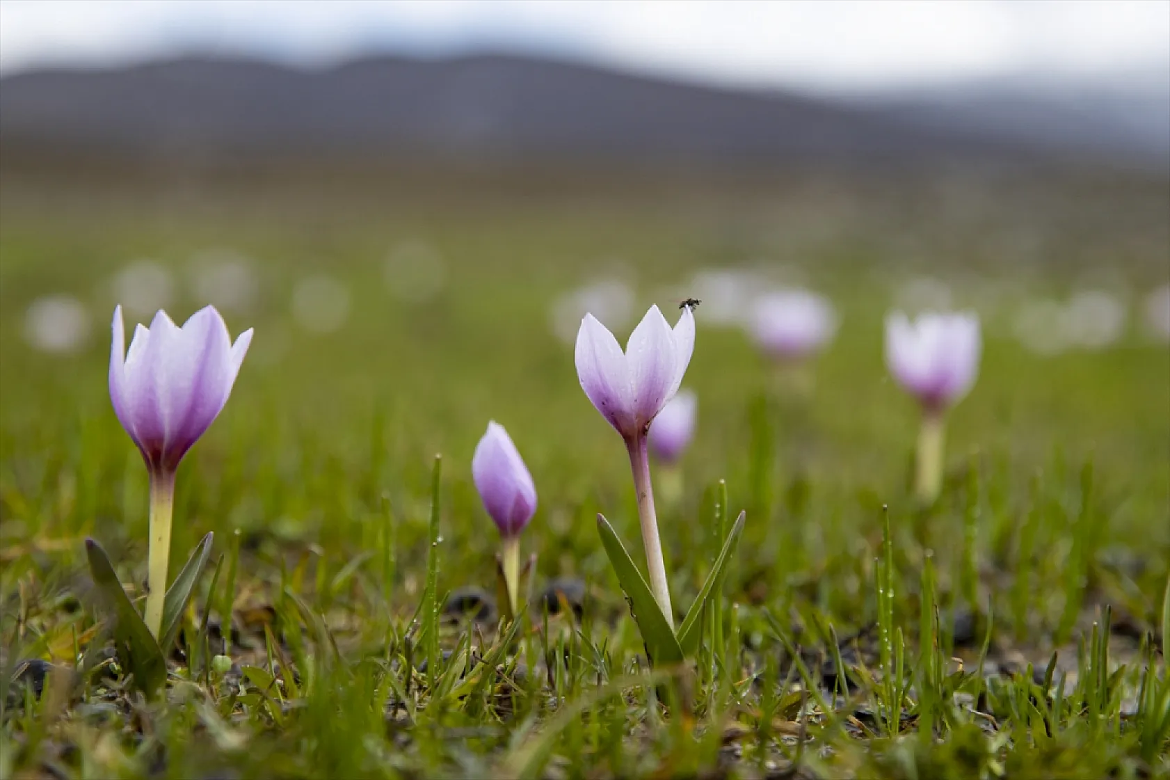 Munzur'da bahar güzelliği