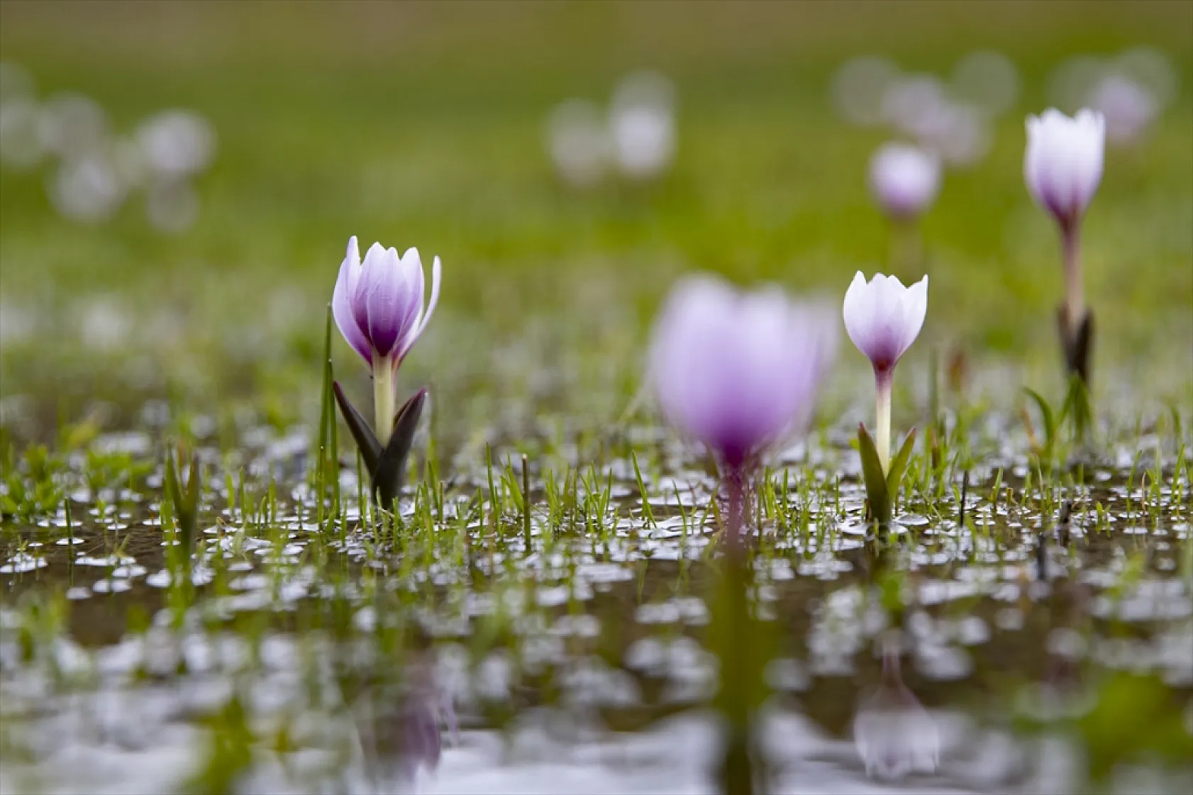 Munzur'da bahar güzelliği