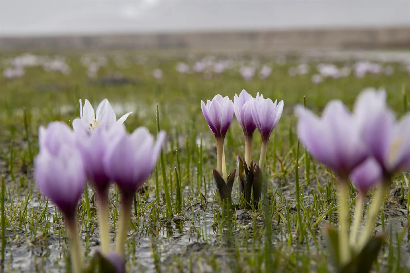 Munzur'da bahar güzelliği