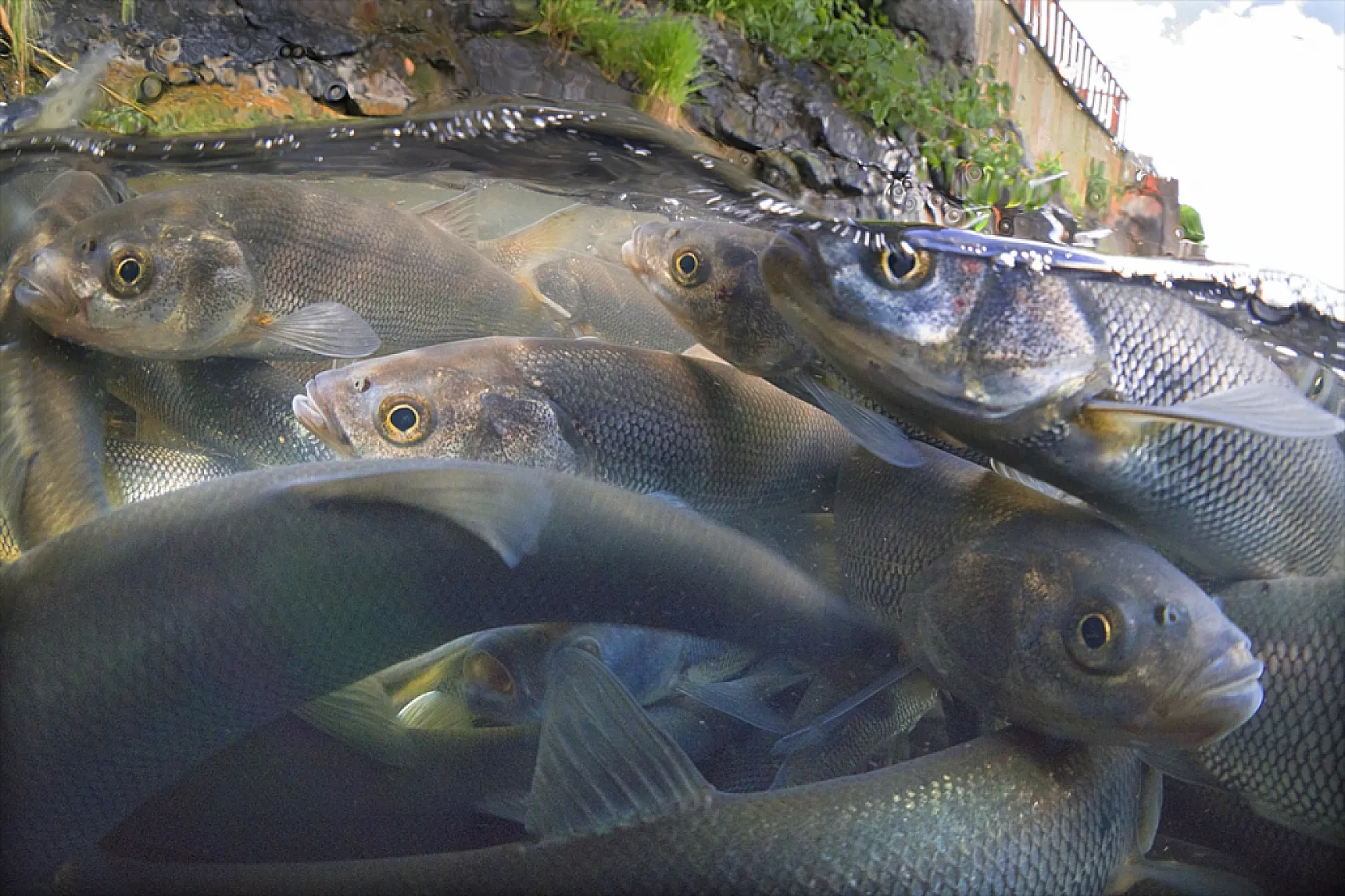 İnci kefalleri en zor göç dönemlerinden birini yaşıyor