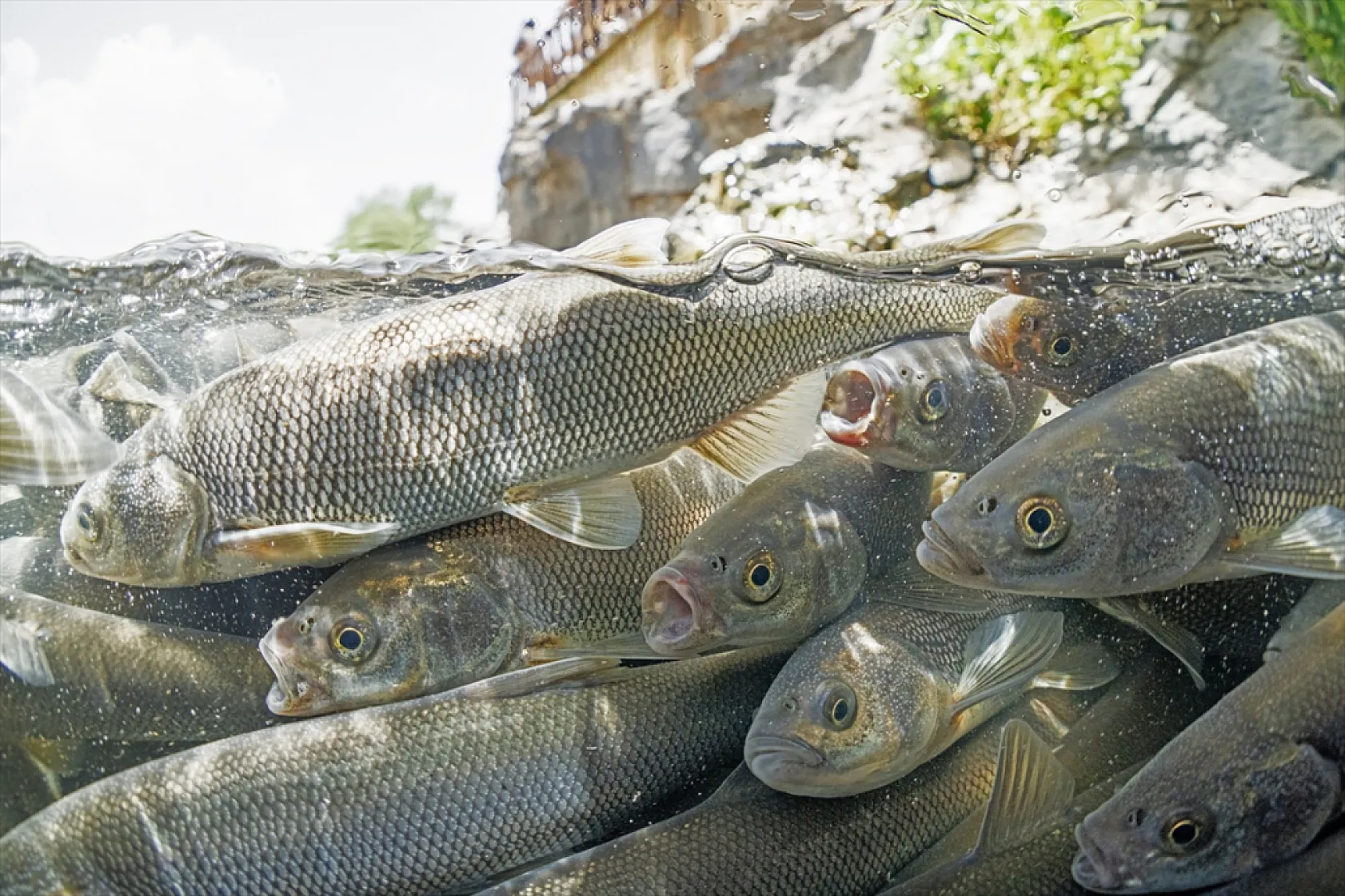 İnci kefalleri en zor göç dönemlerinden birini yaşıyor