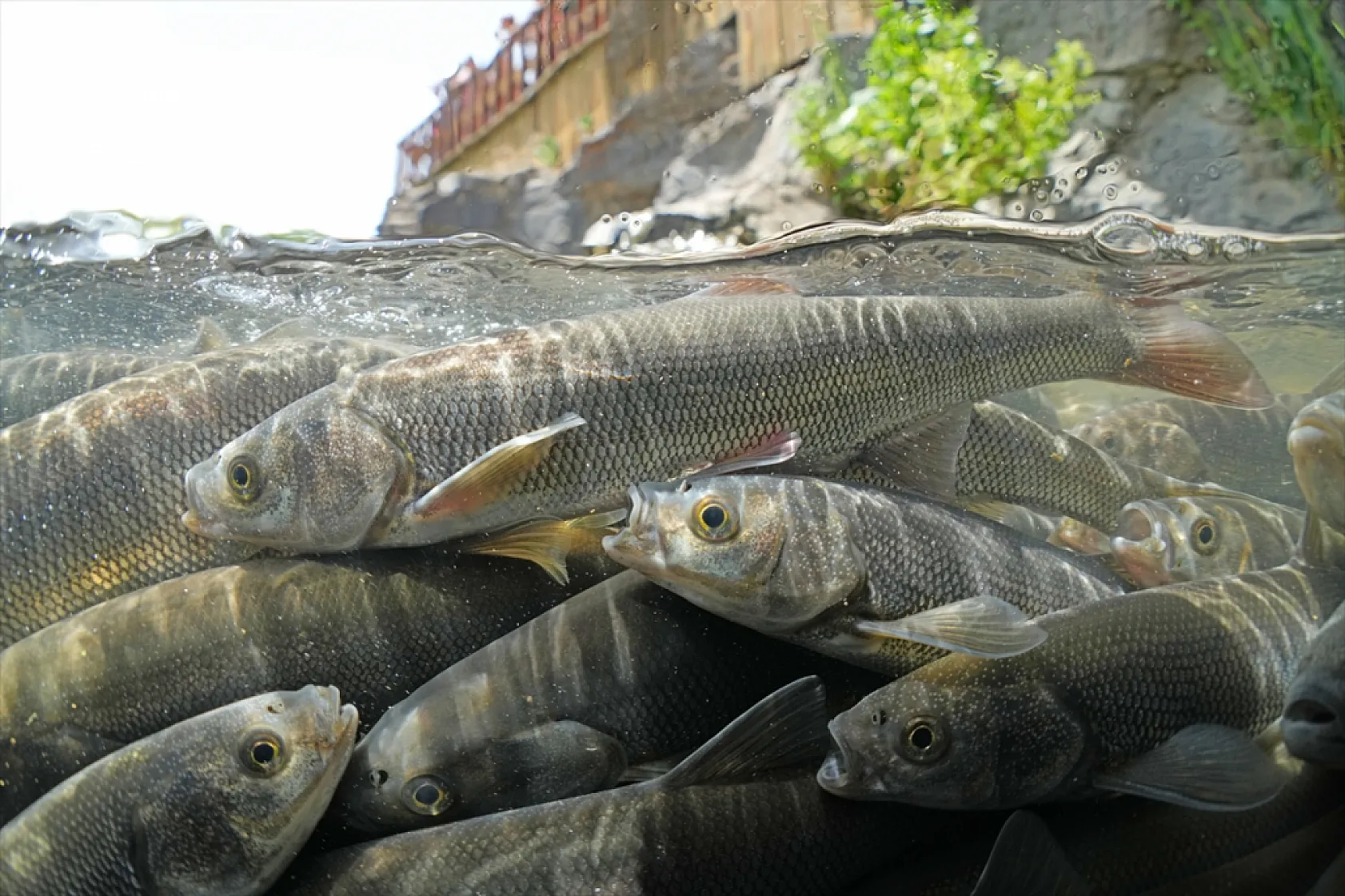 İnci kefalleri en zor göç dönemlerinden birini yaşıyor