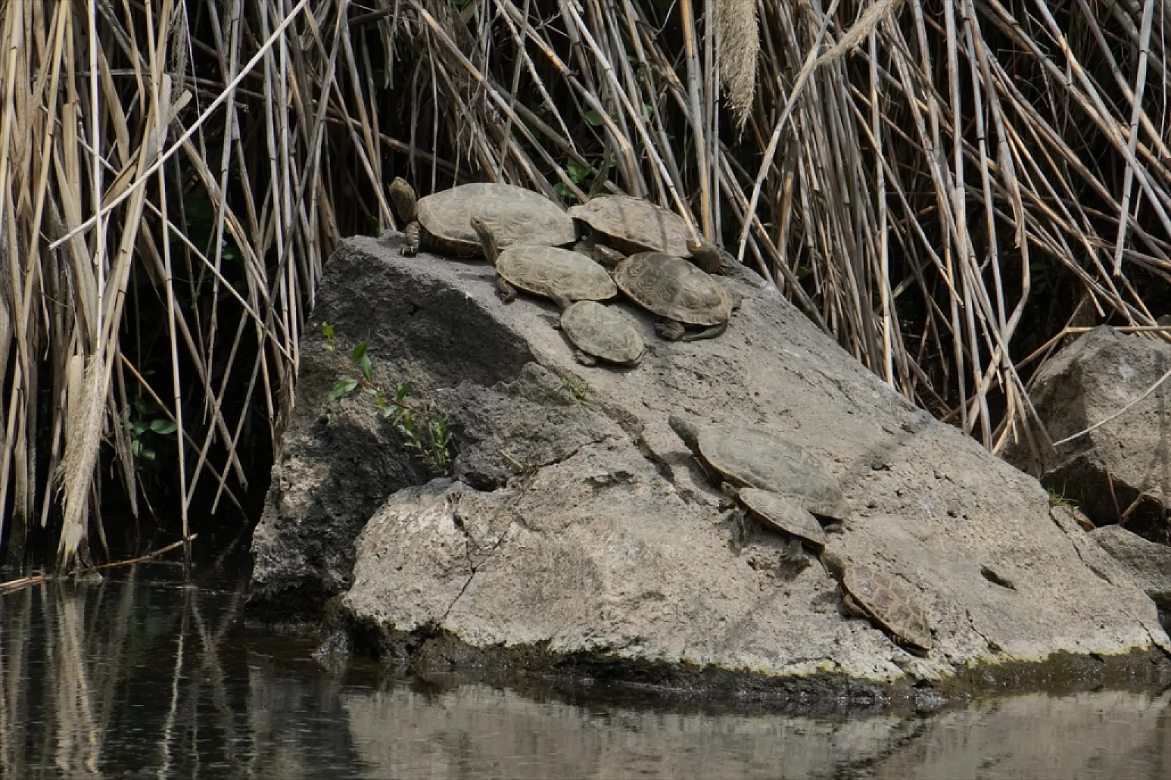 İnci kefalleri en zor göç dönemlerinden birini yaşıyor