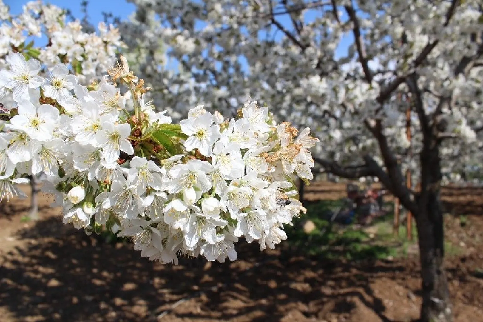 Tarihi mahallede kiraz ağaçları beyaz gelinliğini giydi