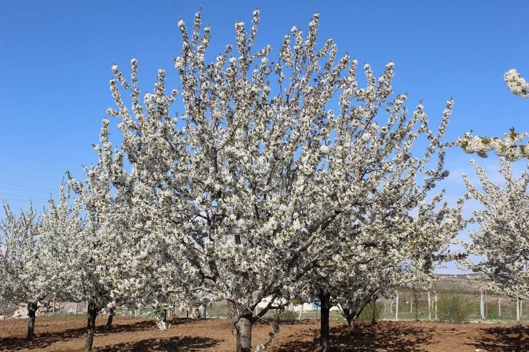 Tarihi mahallede kiraz ağaçları beyaz gelinliğini giydi